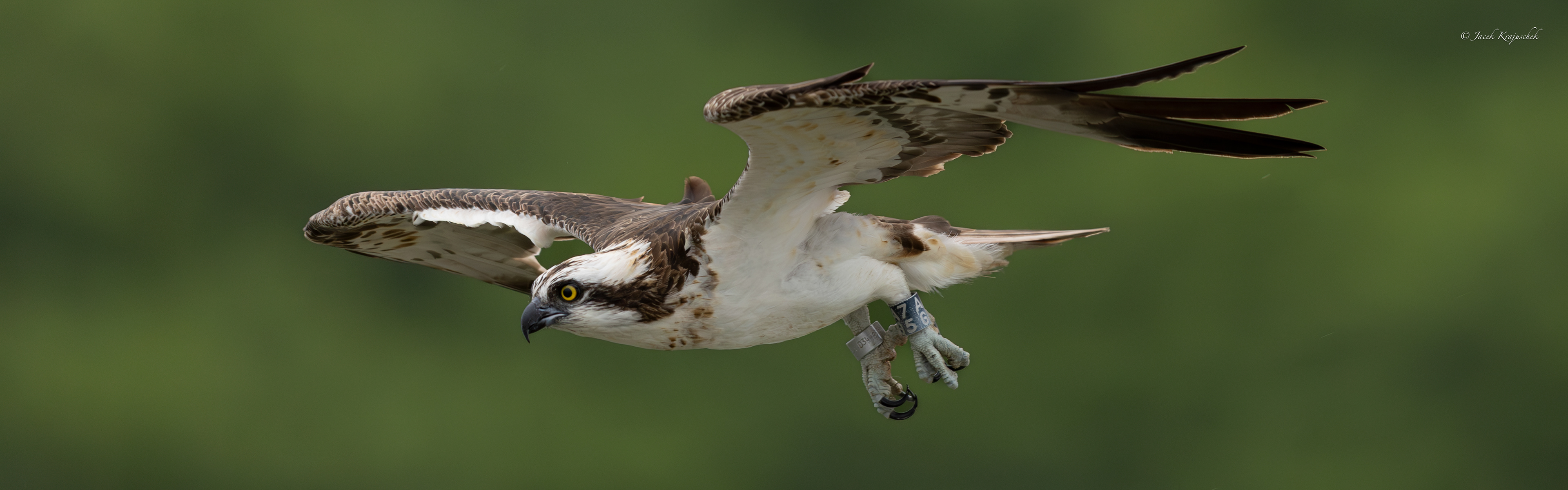 Fischadler (Pandion haliaetus) Rybołów