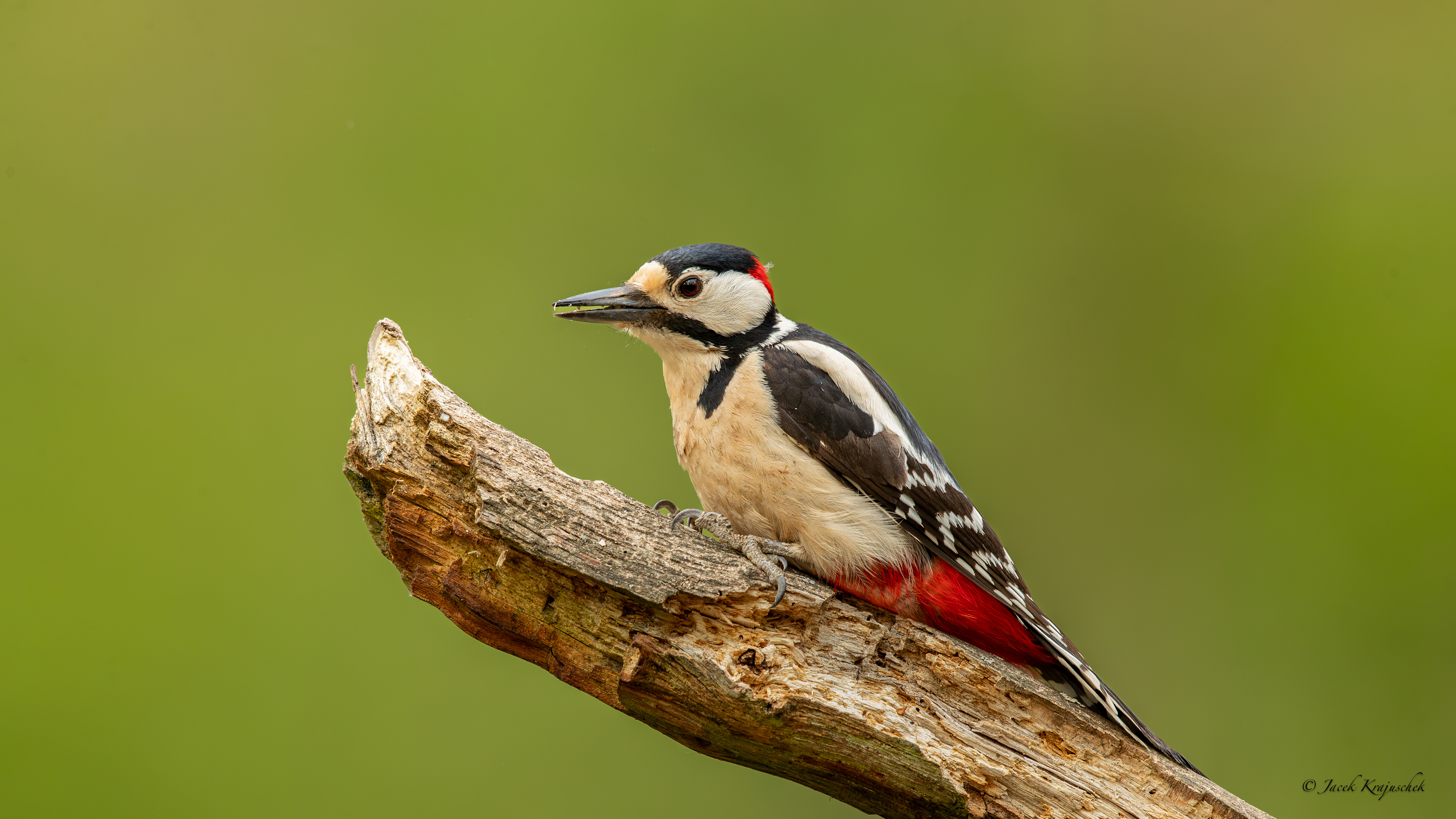 Buntspecht (Picoides major) Dzięcioł duży