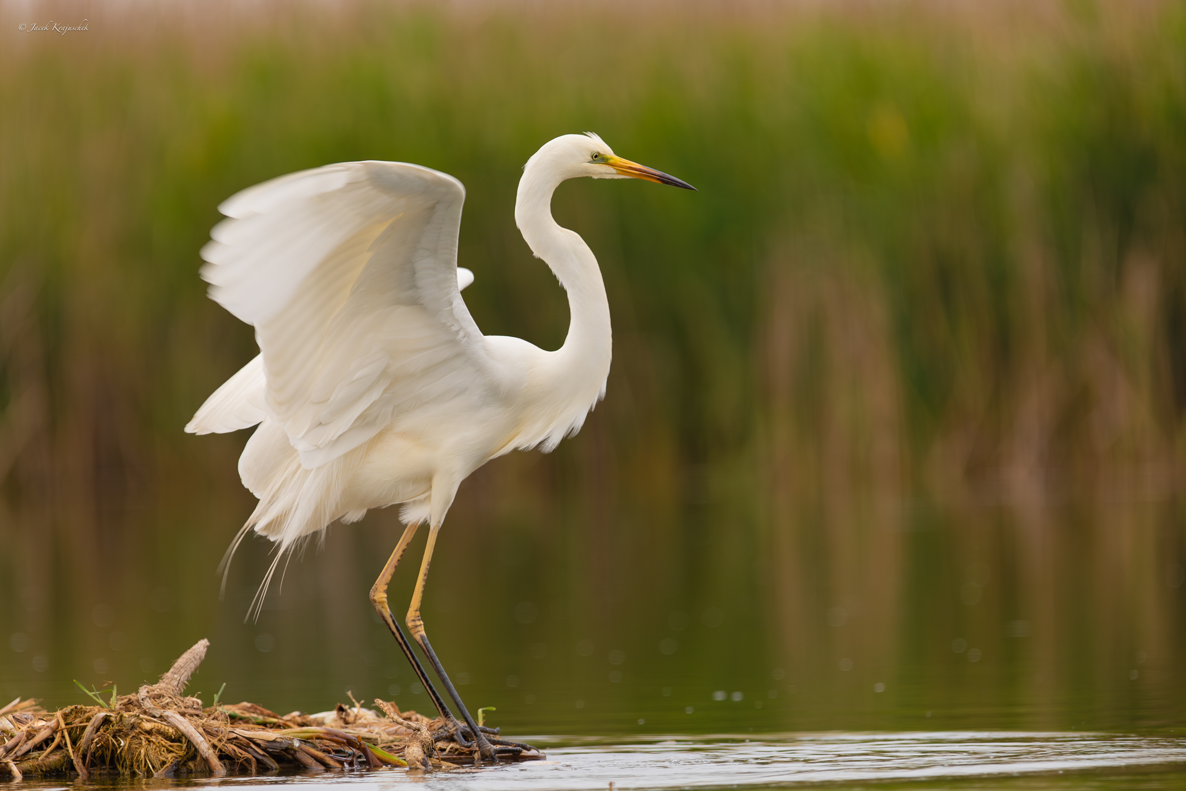 Silberreiher (Ardea alba) Czapla Biała
