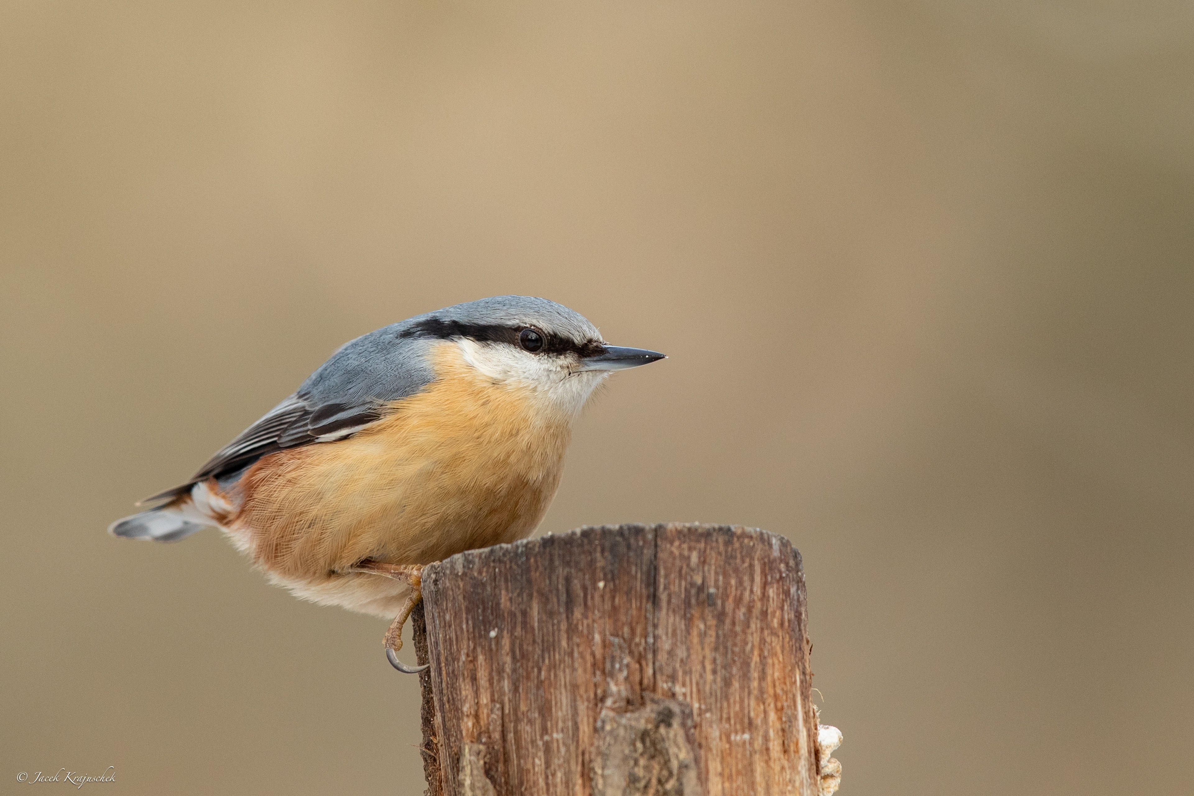 Kleiber (Sitta europaea) Kowalik