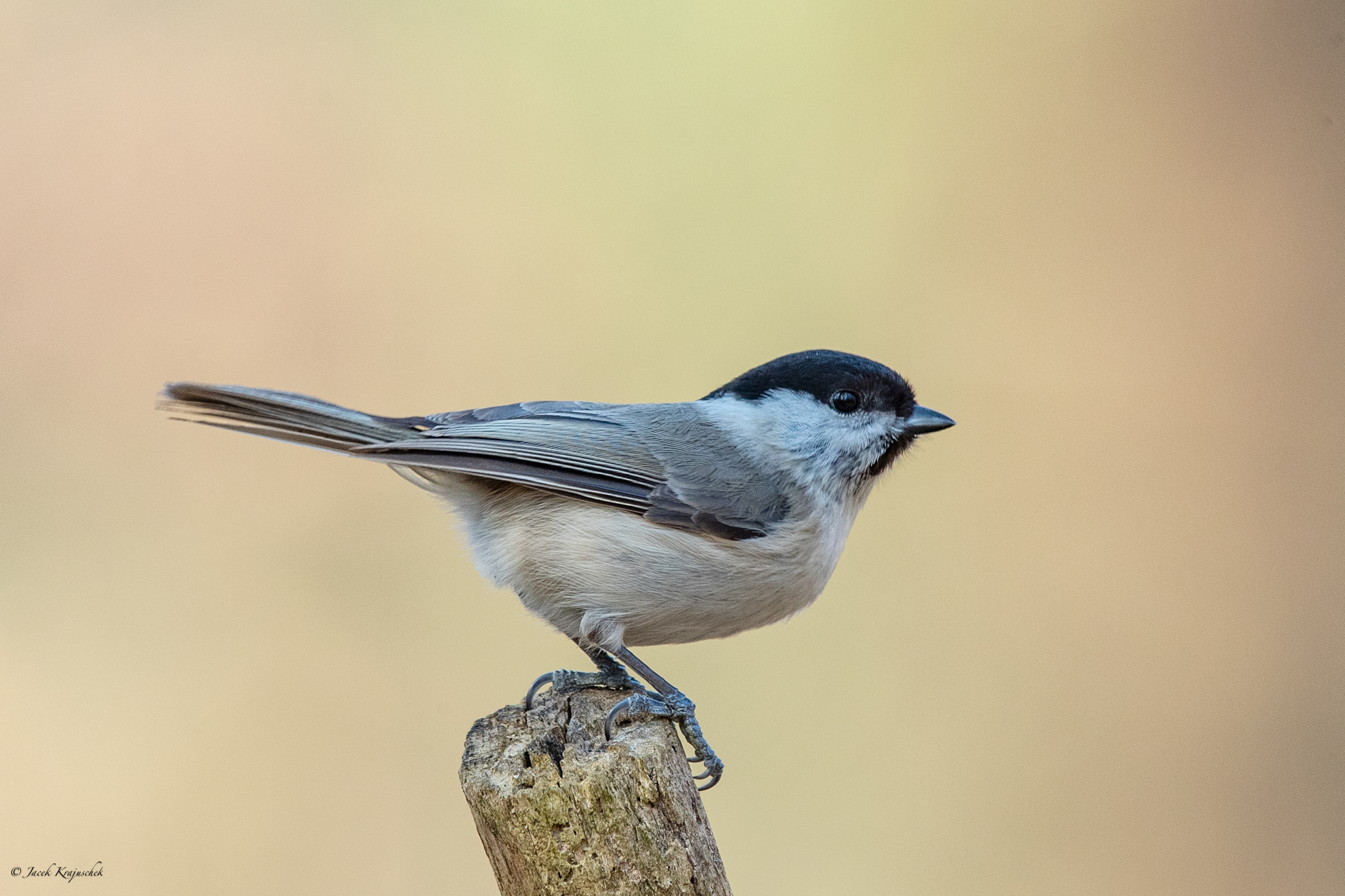 Sumpfmeise (Poecile palustris) Śikora uboga
