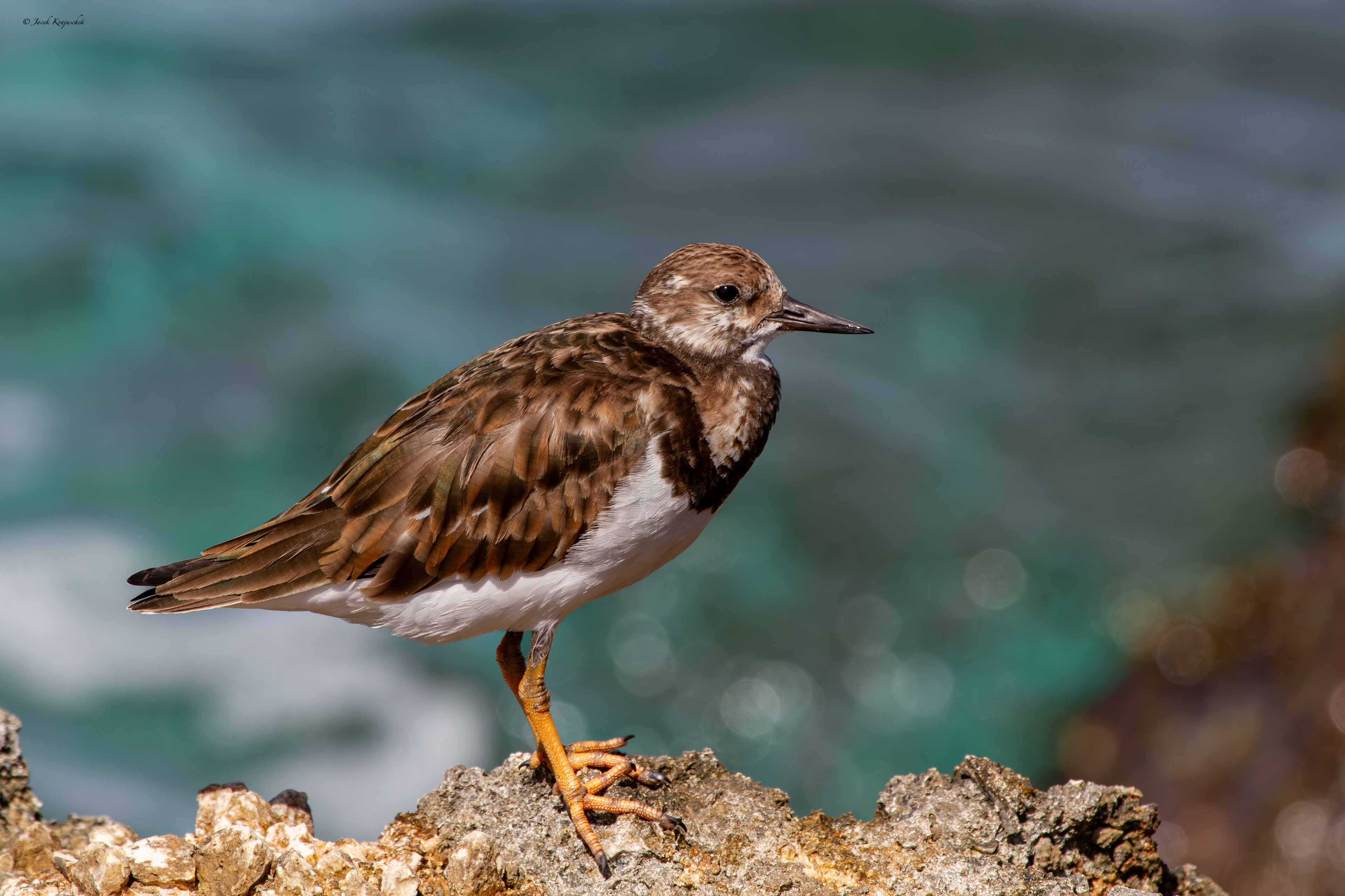Steinwälzer (Arenaria interpres) Kamusznik