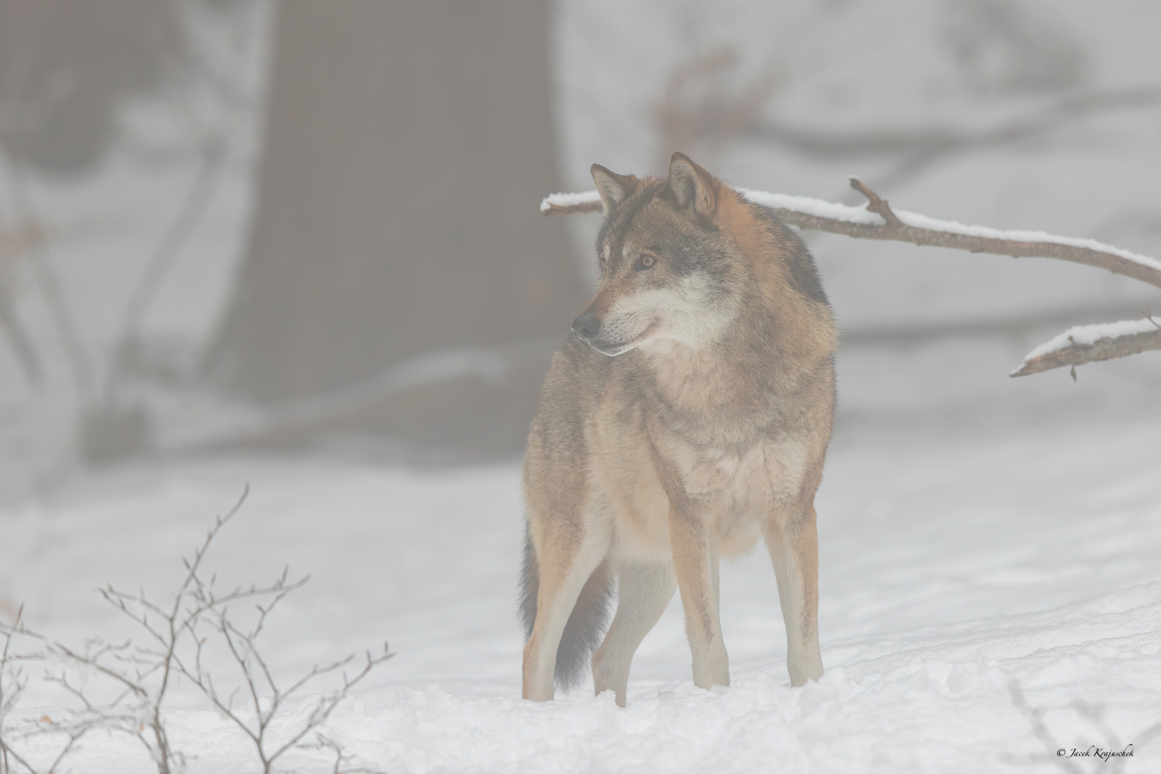 Wolf (Canis lupus) Wilk