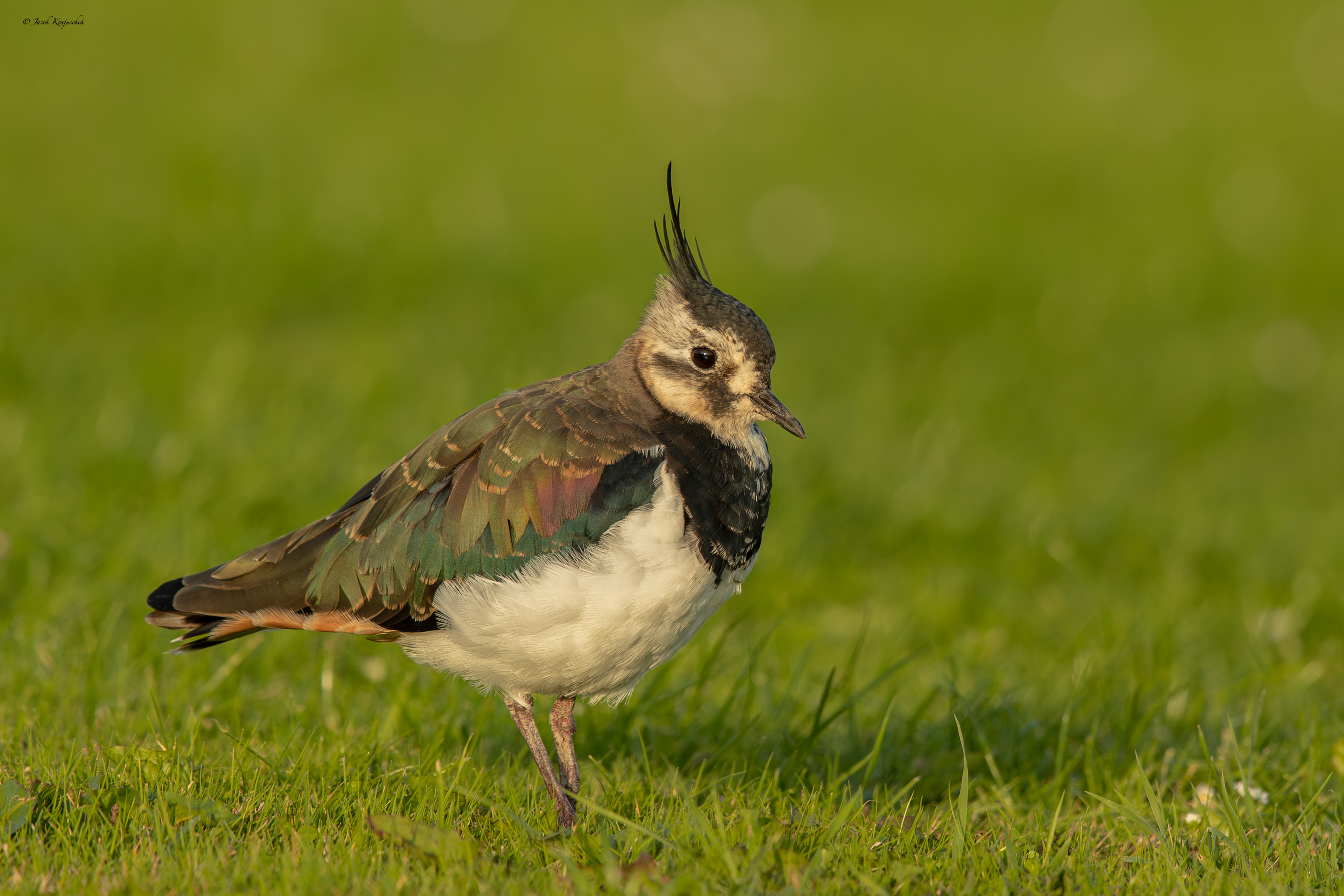 Kiebitz (Vanellus Vanellus) Czajka