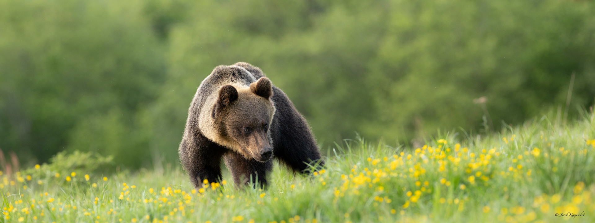 Braunbär (Ursus arctos) Niedźwiedź brunatny