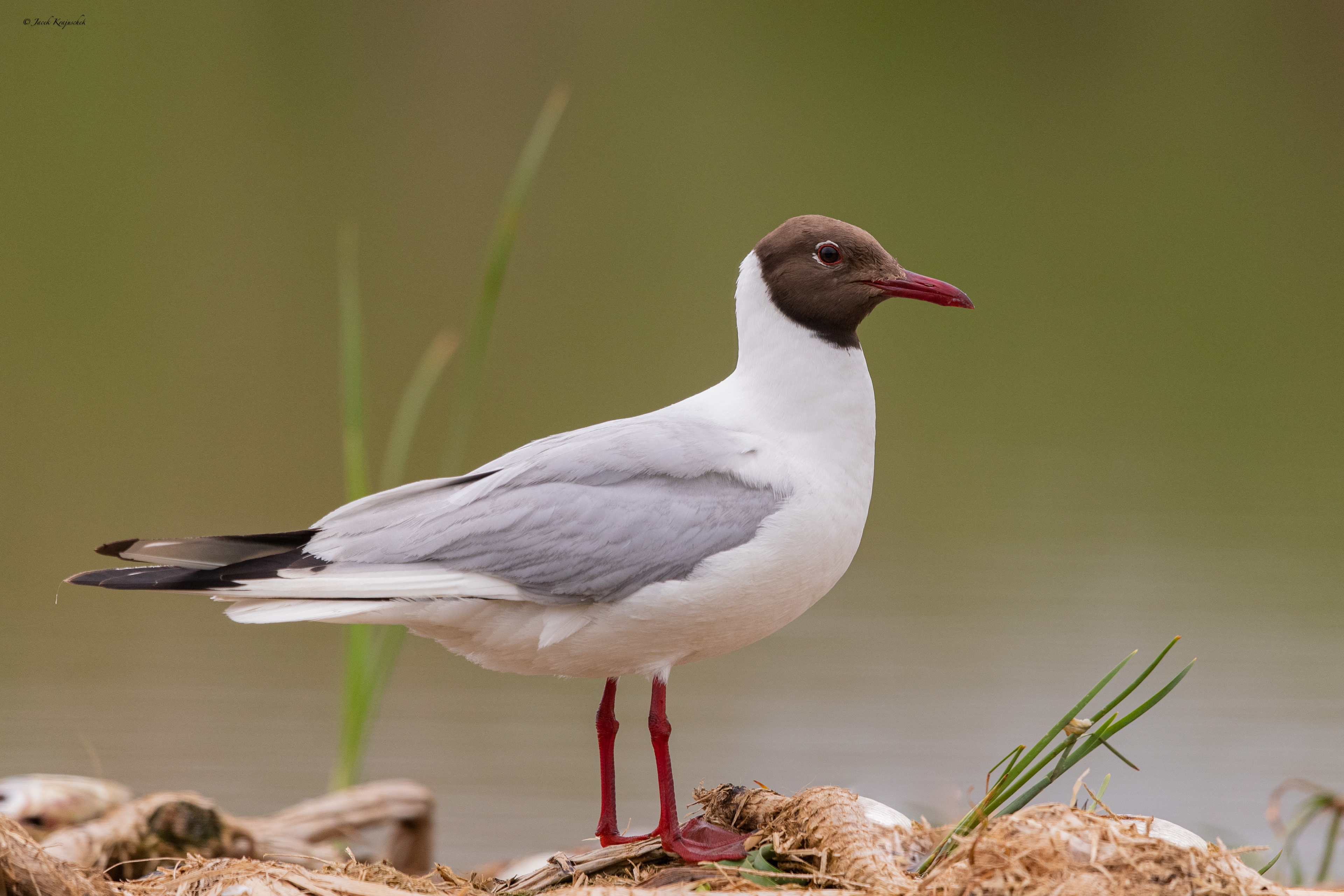 Lachmöwe (Chroicocephalus ridibundus) Śmieszka