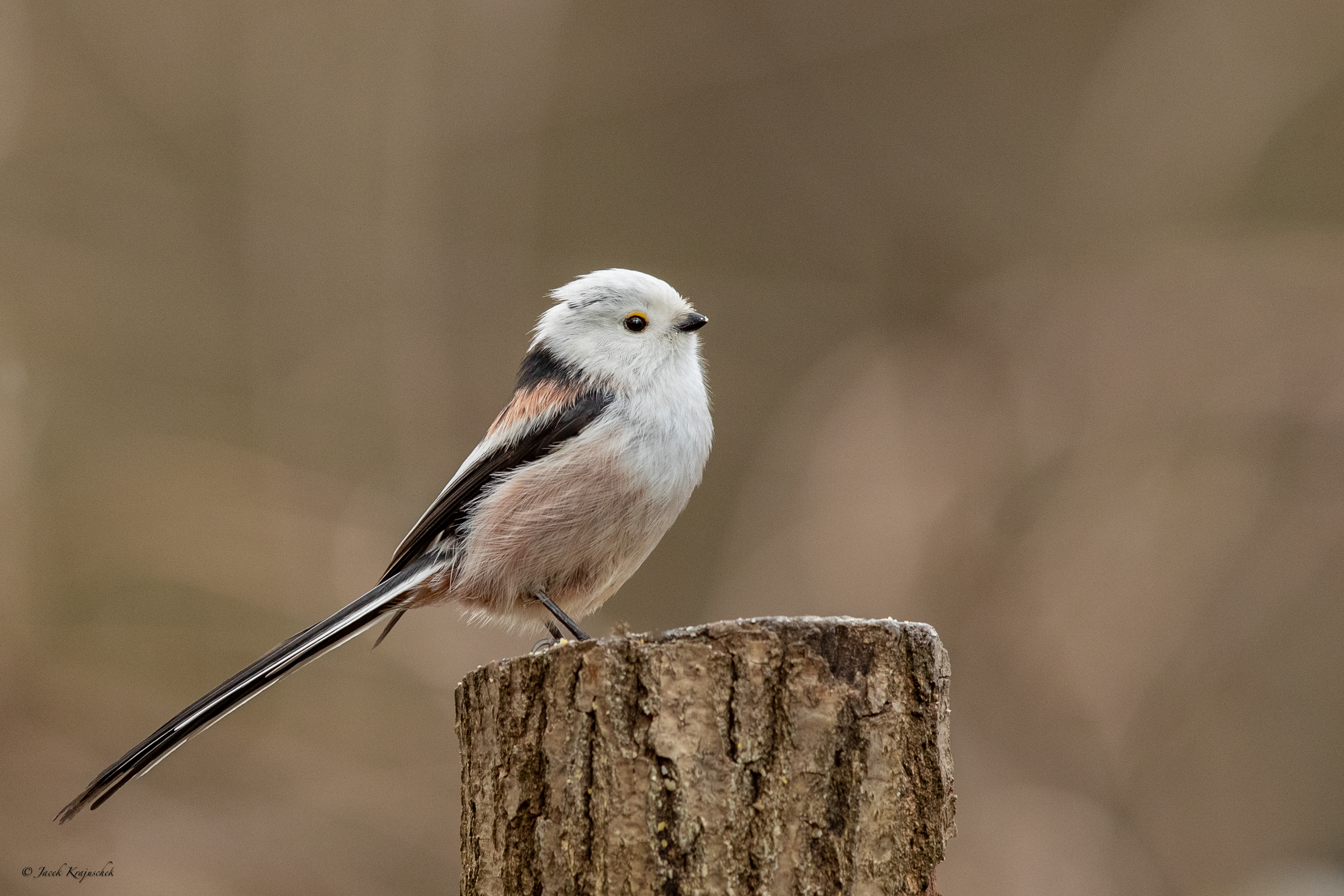 Schwanzmeise (Aegithalos caudatus) Raniuszek