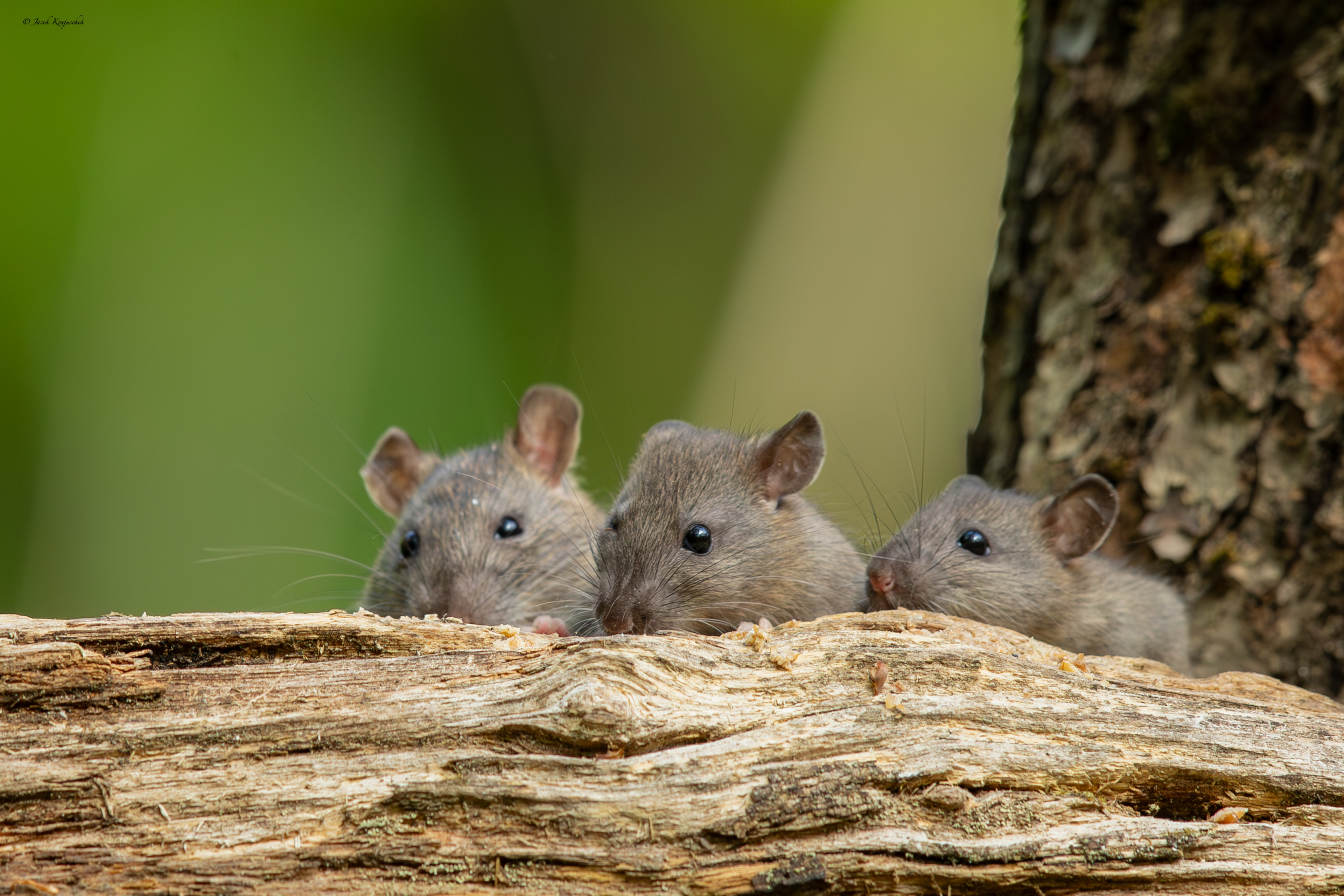 Wanderratte (Rattus  norvegicus) Szczur wędrowny