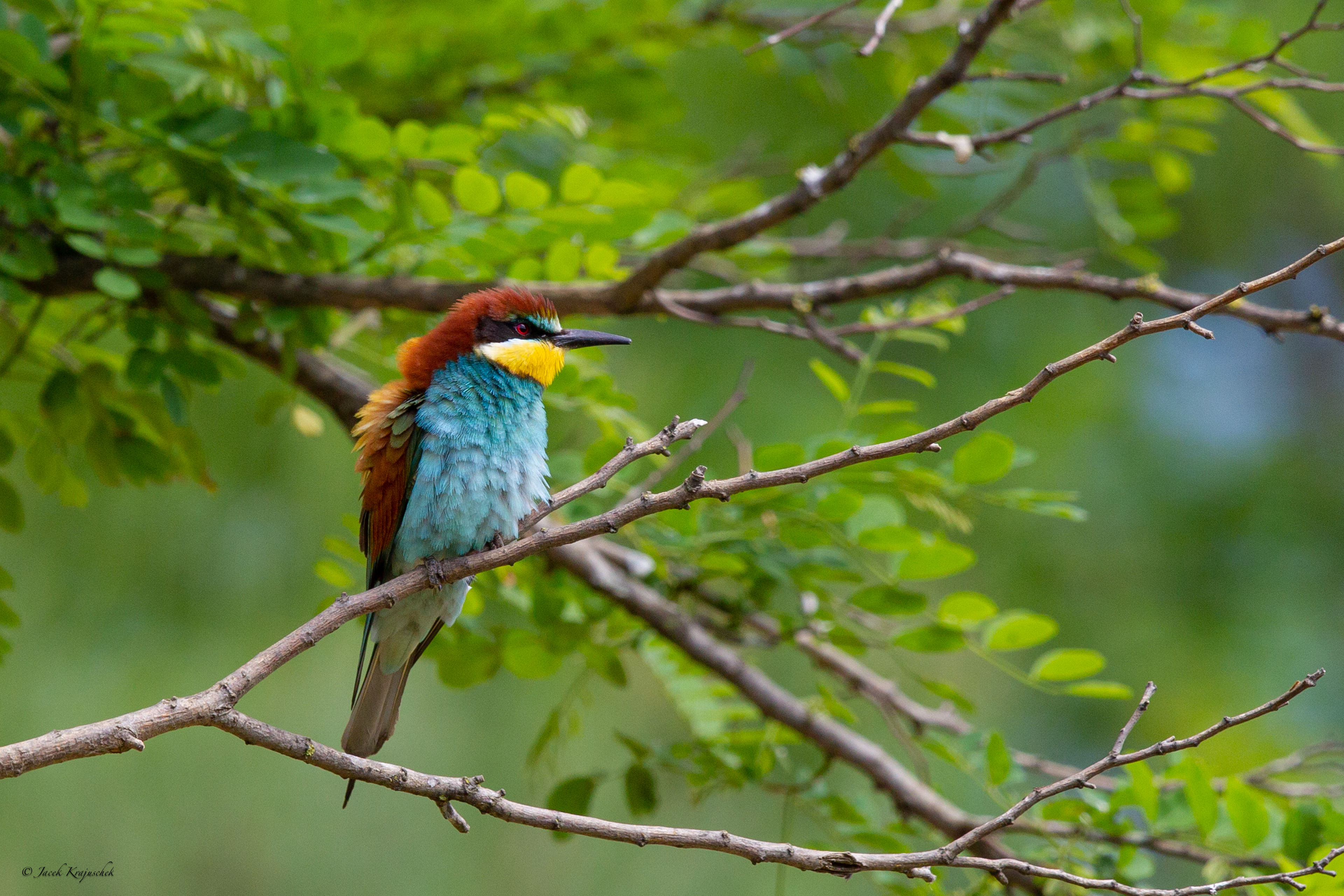 Bienenfresser (Merops apiaster) Żołna