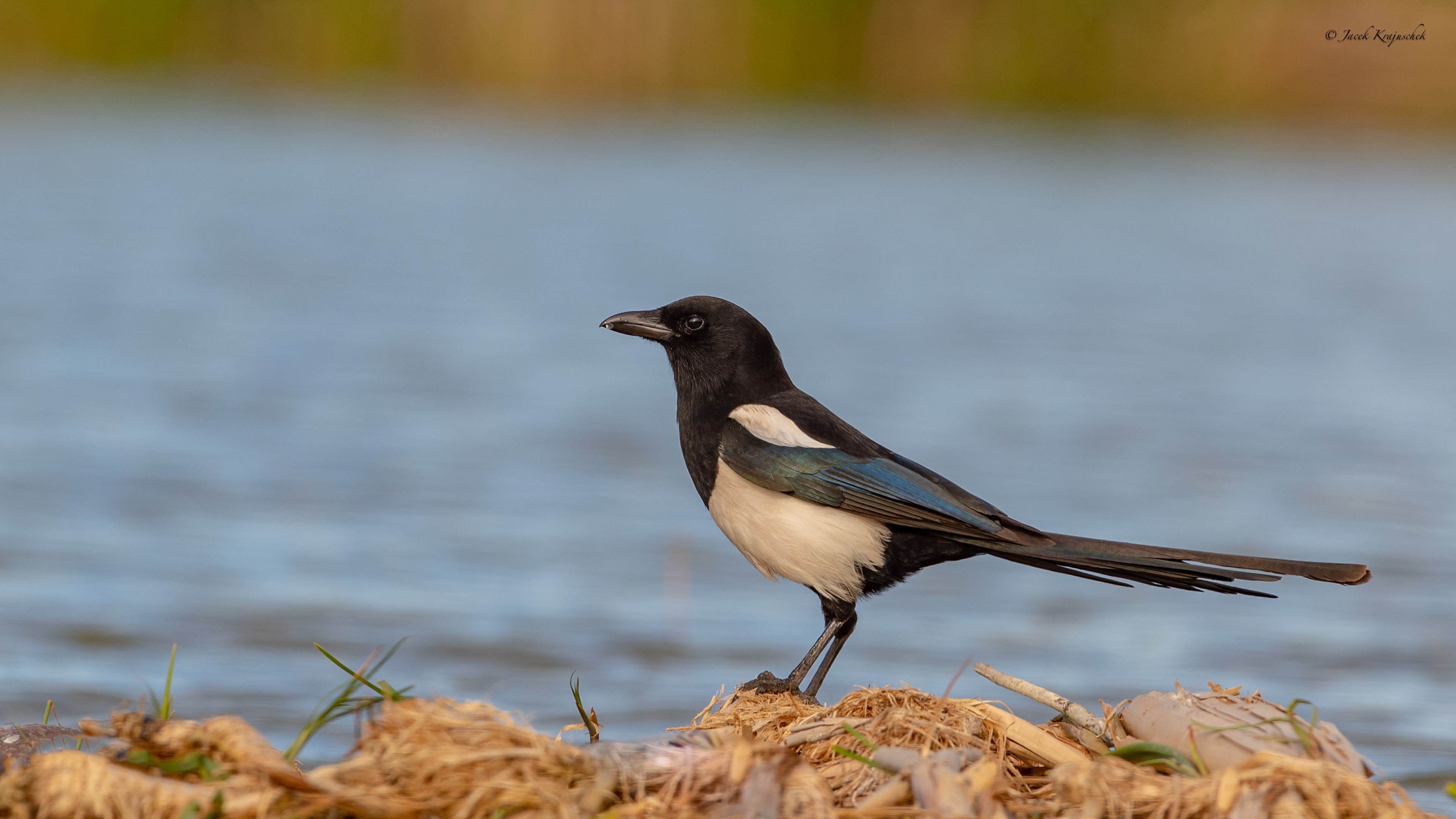 Elster (Pica pica) Sroka