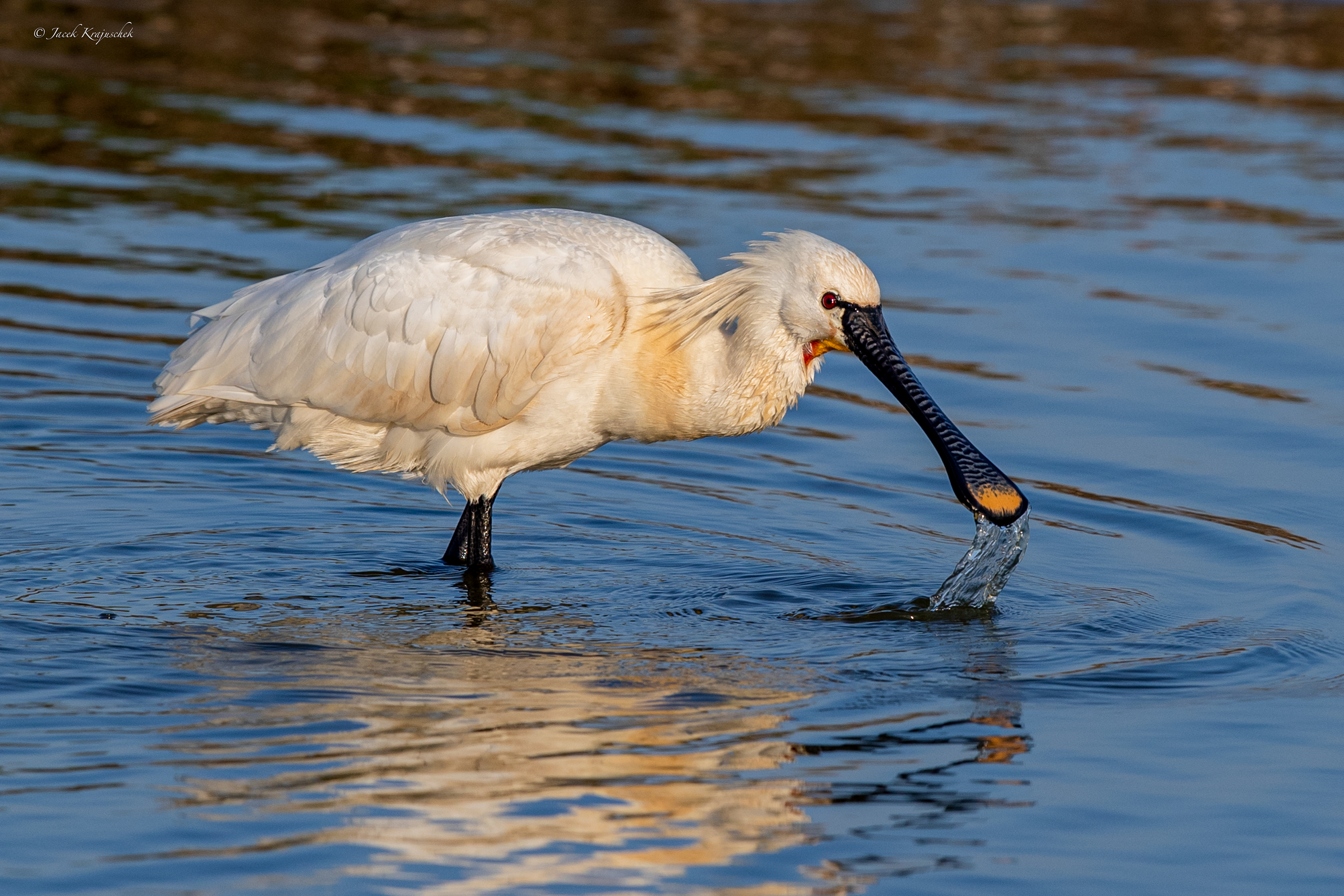 Weißelöffler (Platalea leucorodia) Warzęcha