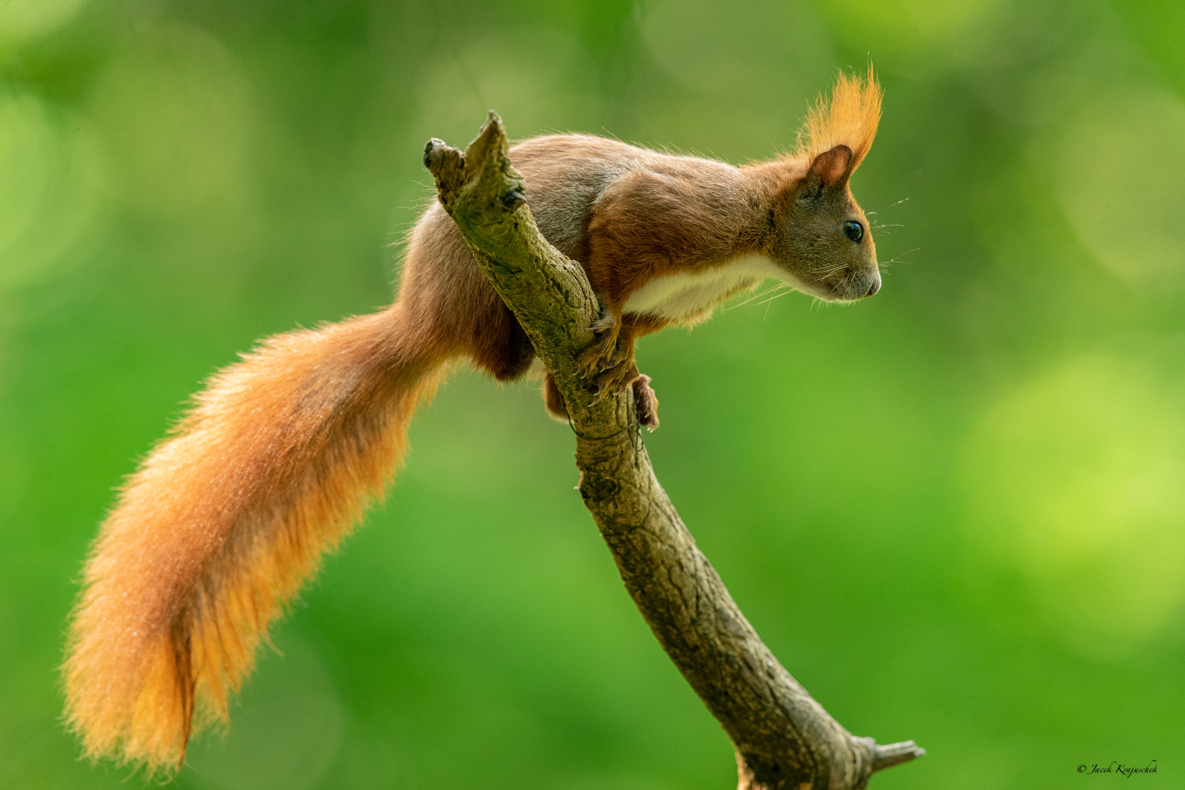 Eichhörnchen (Sciurus vulgaris) Wieweitórka pospolita