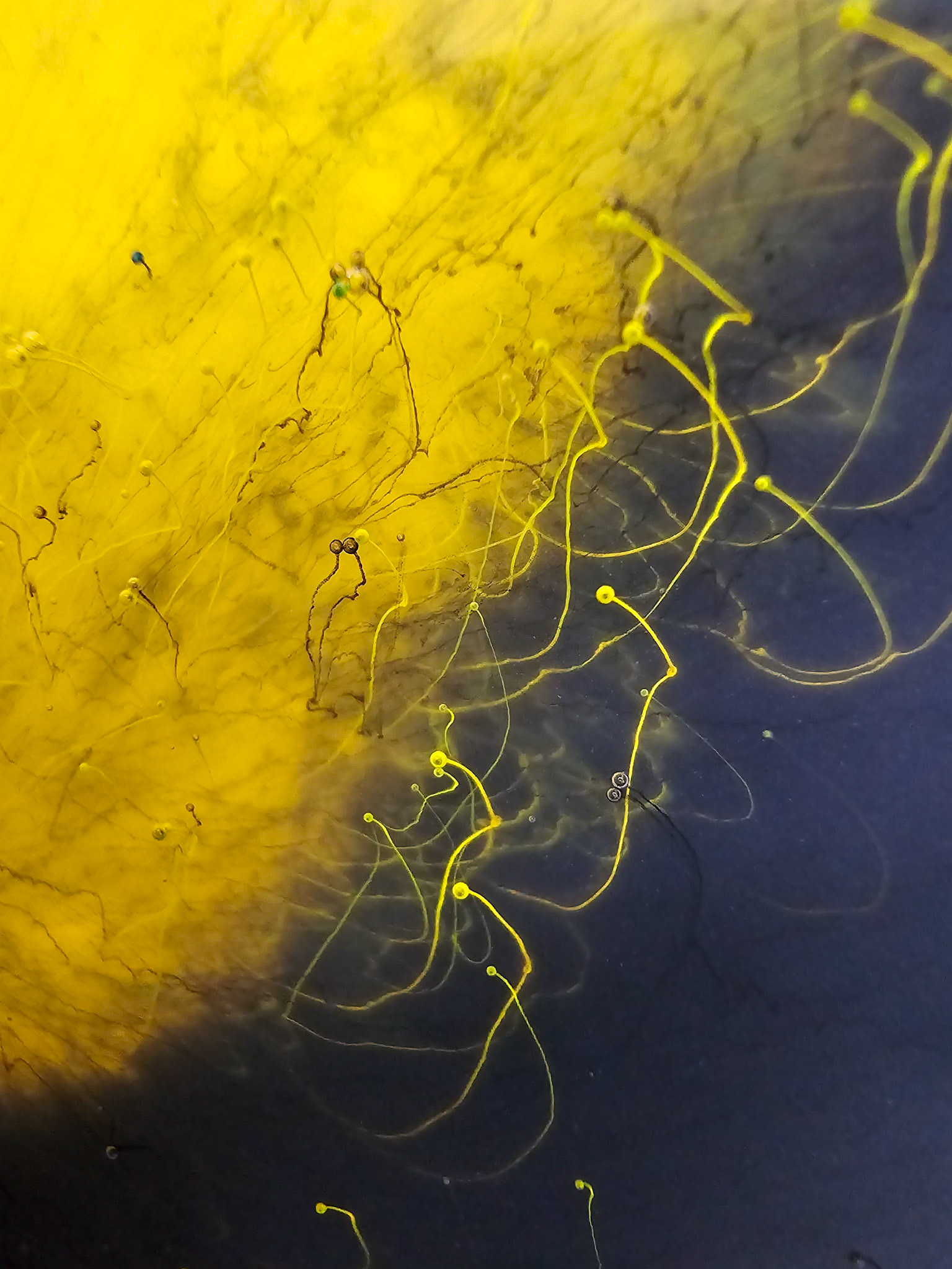 Essex Green (HC-188)