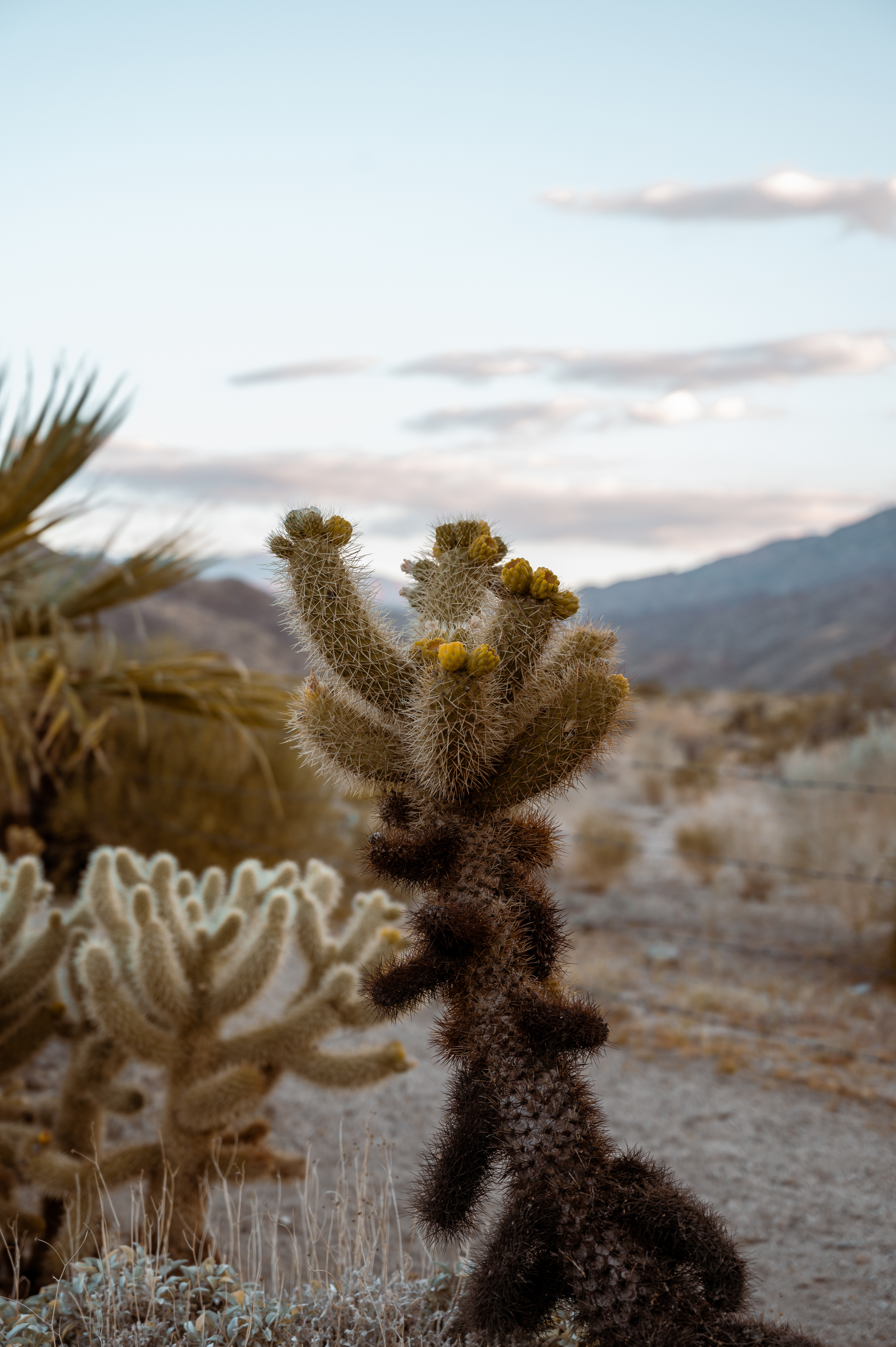 Indian Canyons