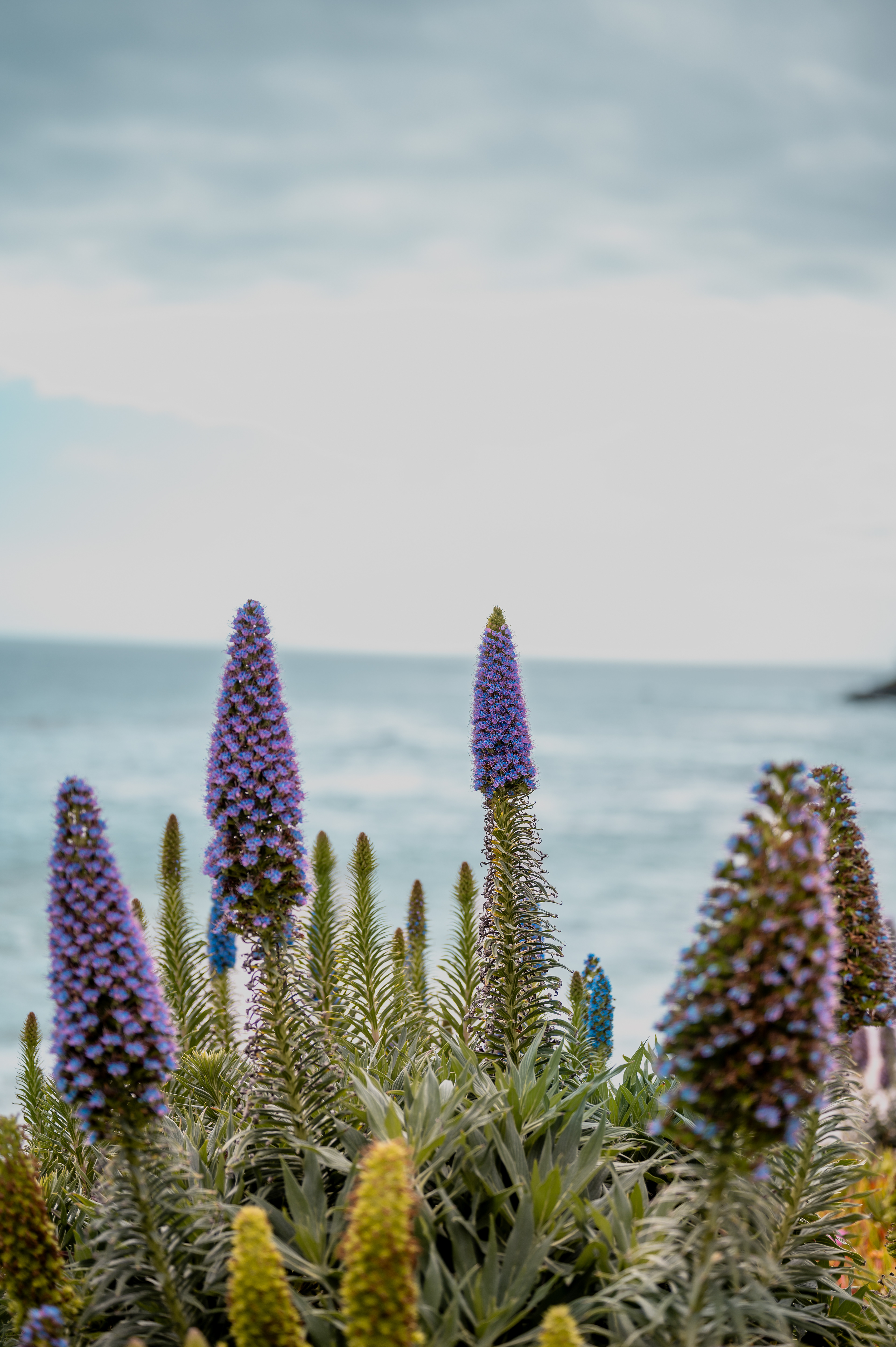 Laguna Beach