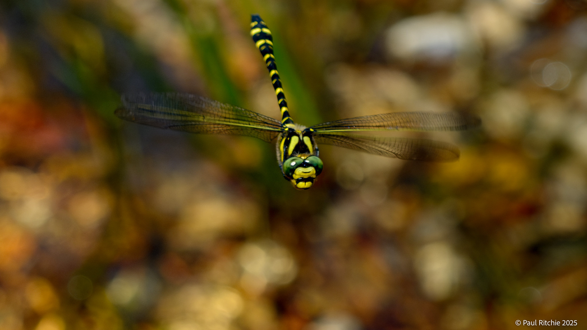 Golden Ringed Dragonfly (Cordulegaster boltonii)
