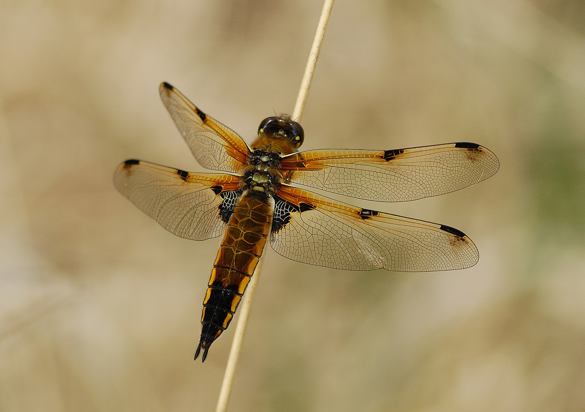 Four-spotted Chaser (Libellula quadrimaculata)