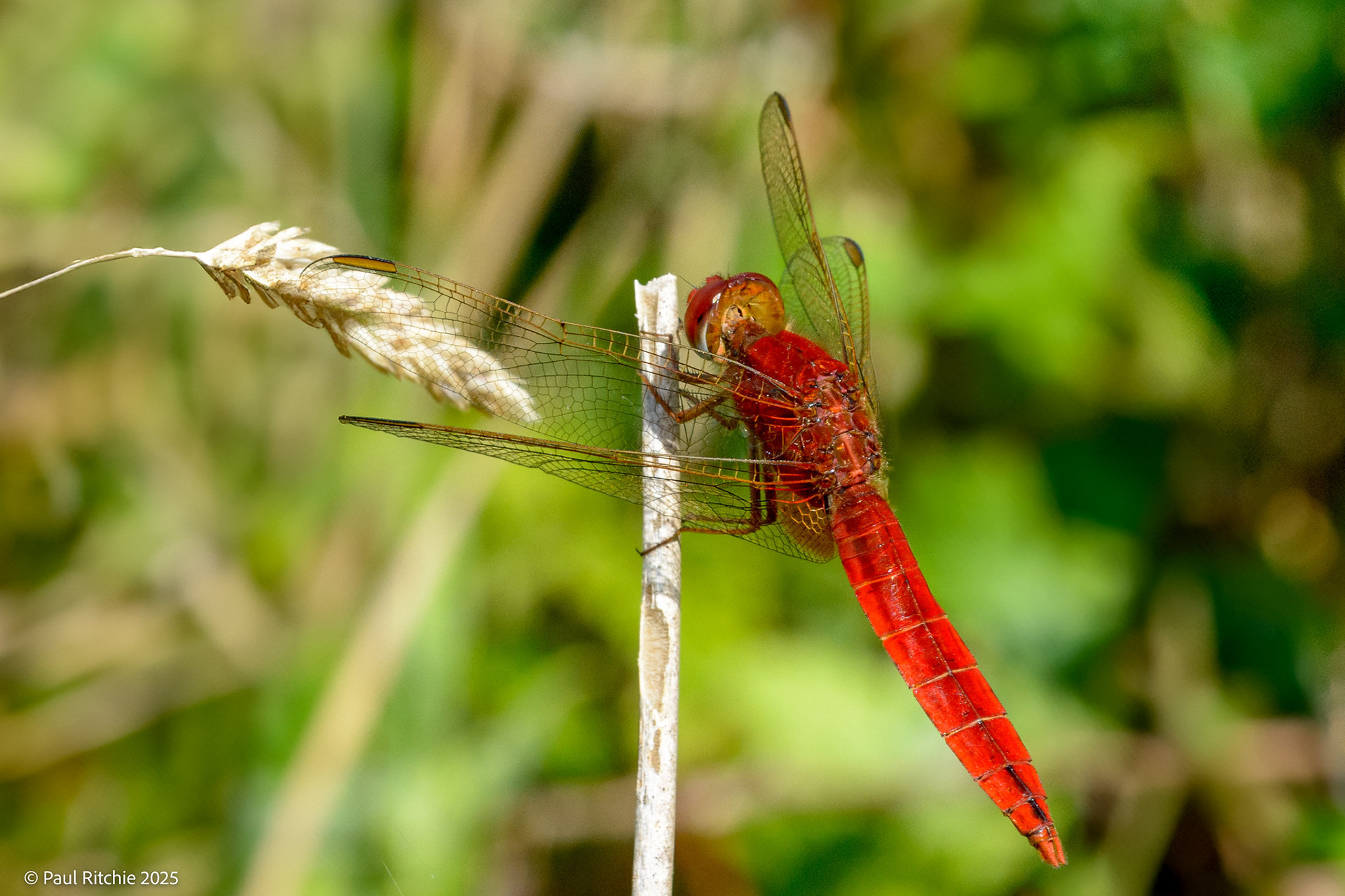 Broad Scarlet (Crocothemis erythraea)
