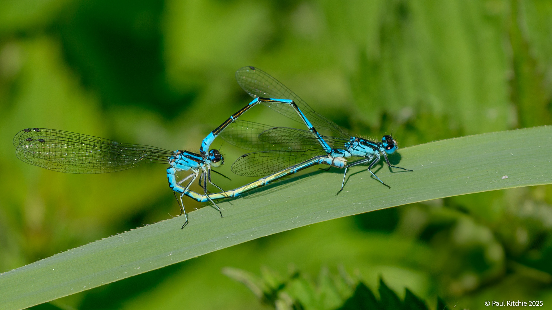 Variable Damselfly (Coenagrion pulchellum)