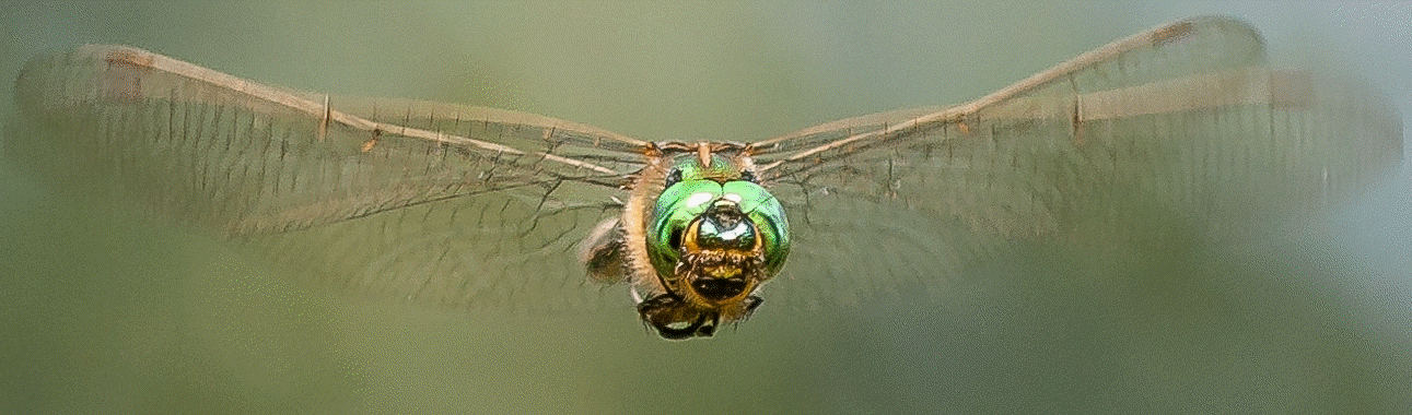 Hampshire Dragonflies