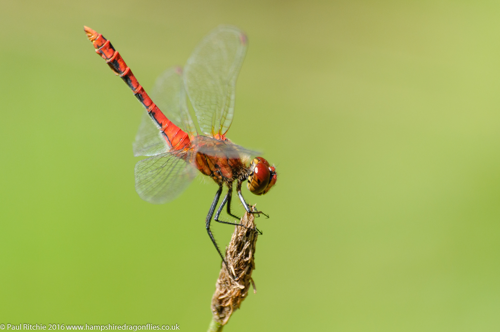 Ruddy Darter