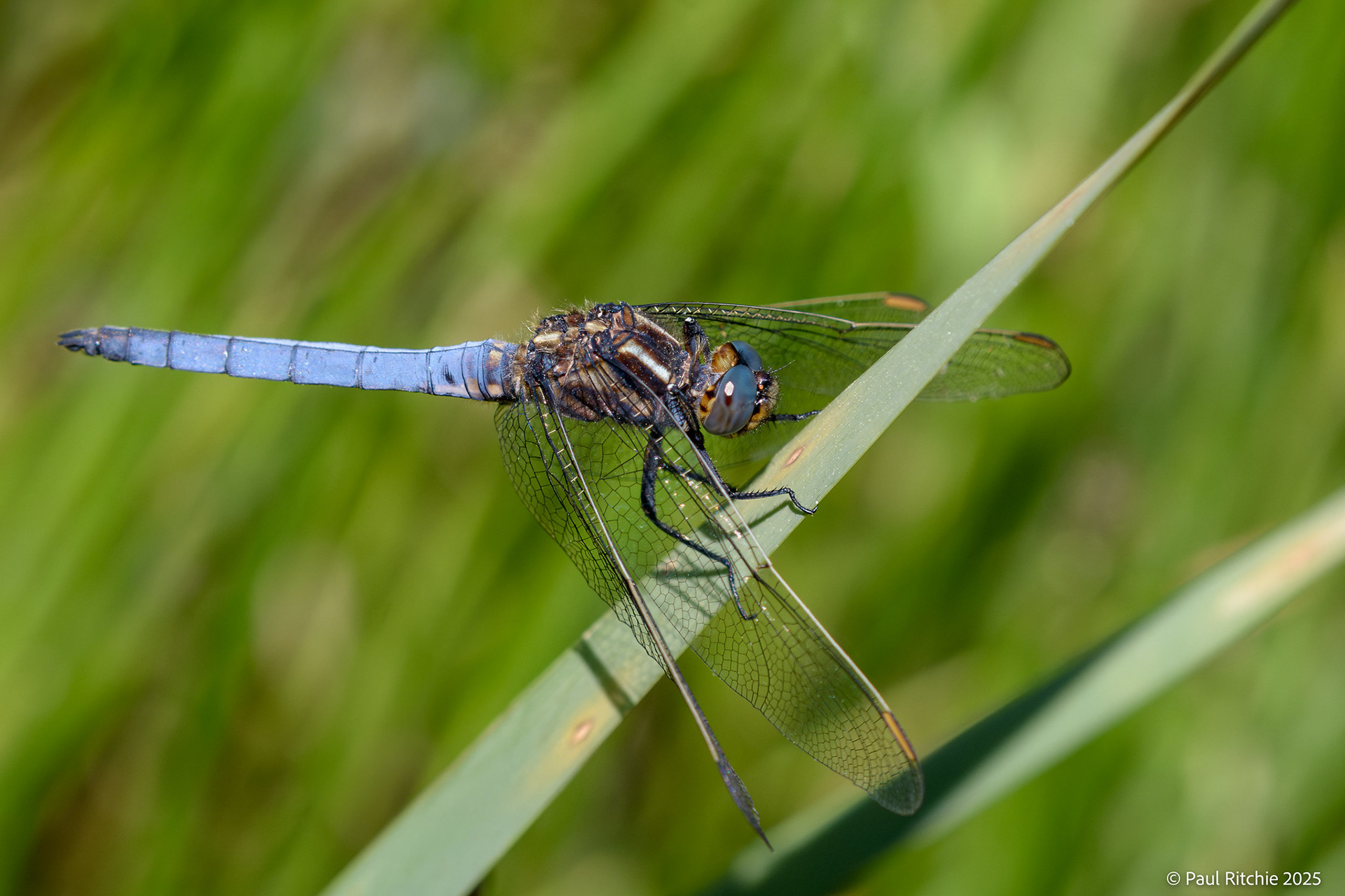 Keeled Skimmer (Orthetrum coerulescens)