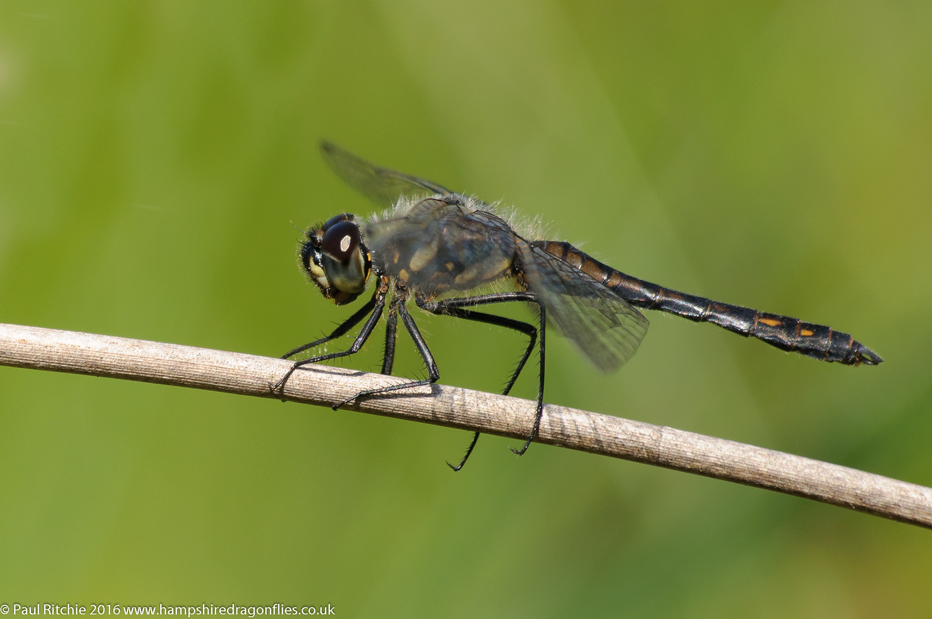 Black Darter (Sympetrum danae)