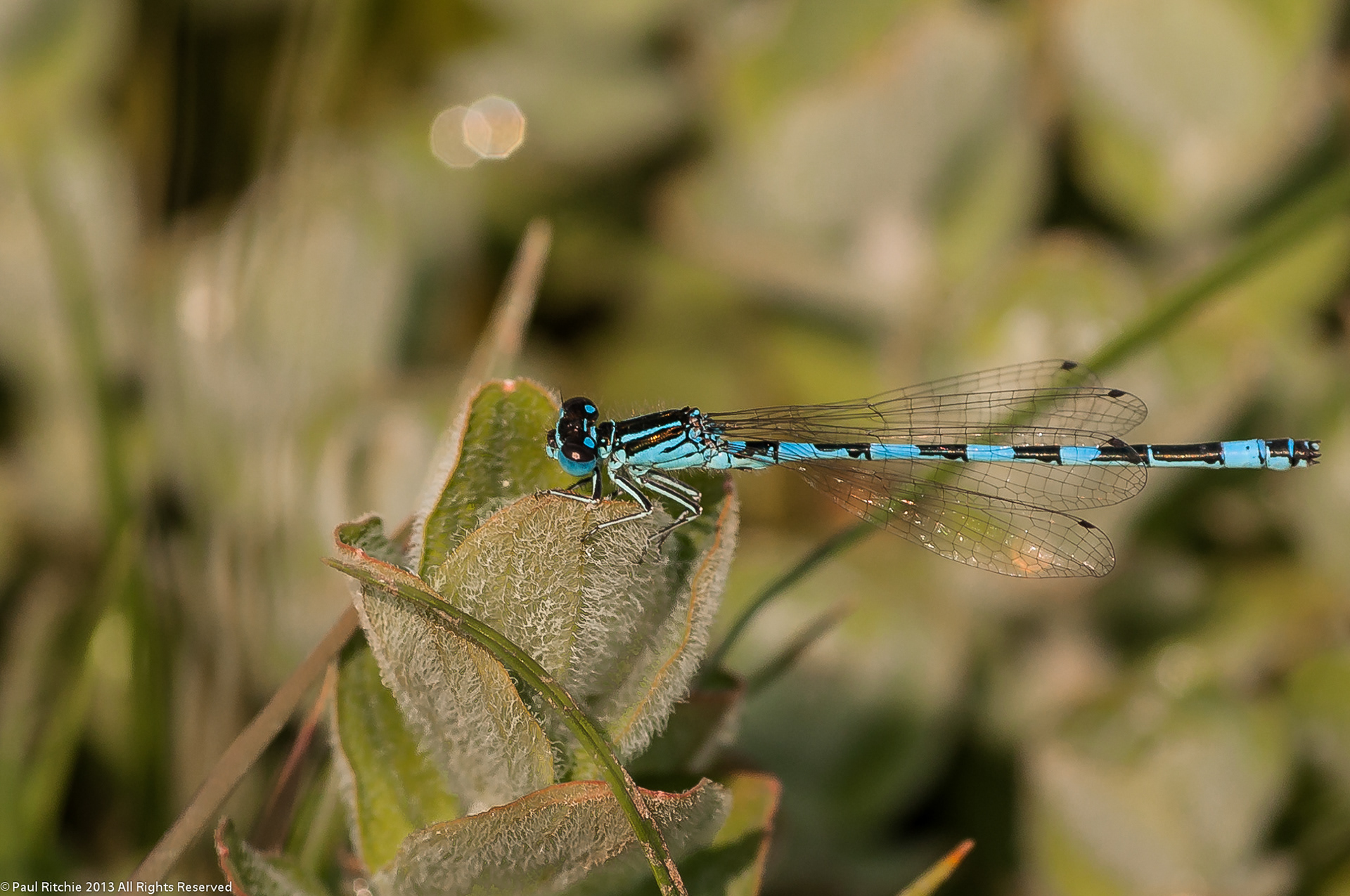 Southern Damselfly (Coenagrion mercuriale)