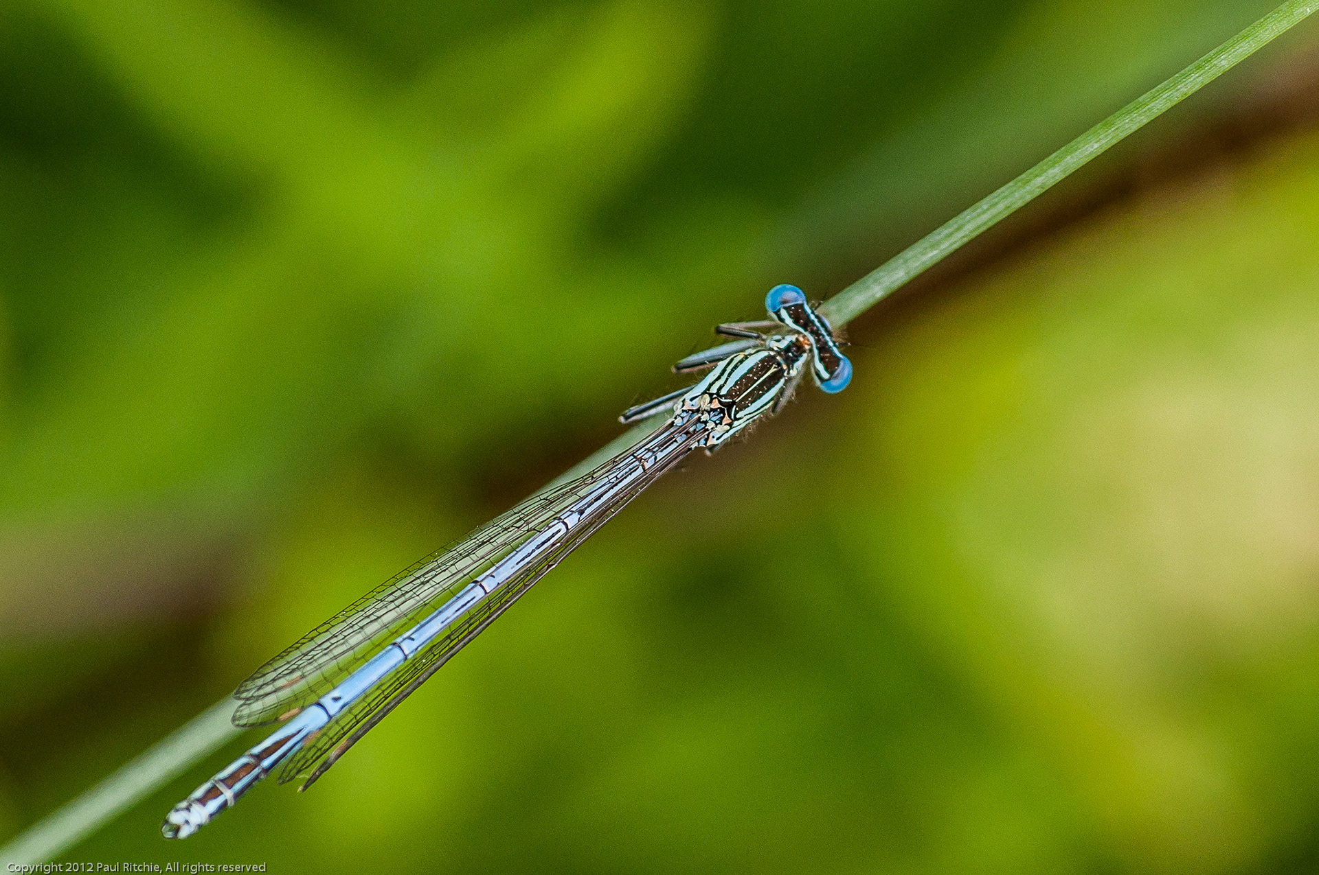 White-legged Damselfly (Platycnemis pennipes)