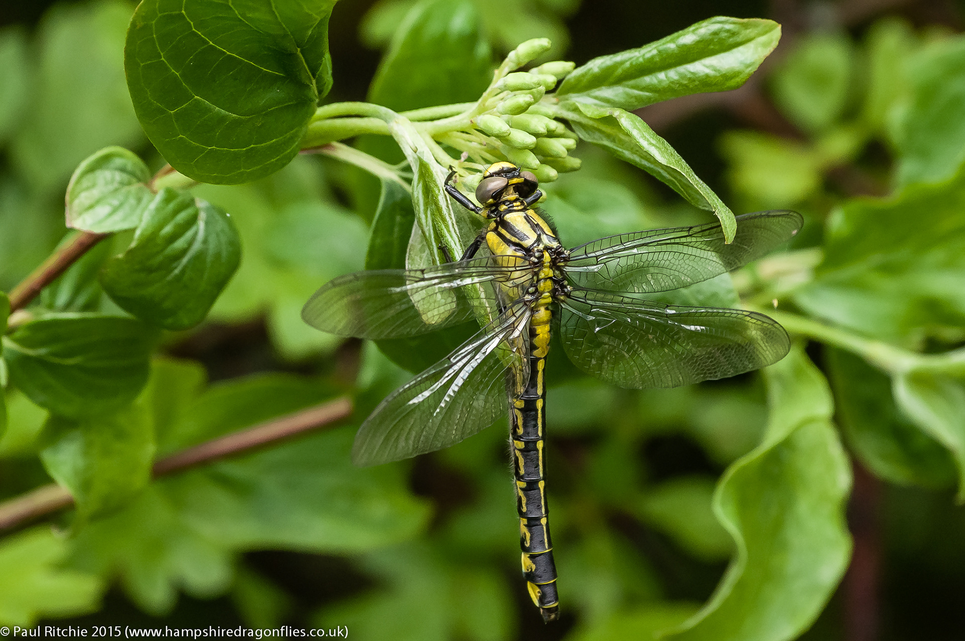 Common Club-tail (Gomphus vulgatissimus)