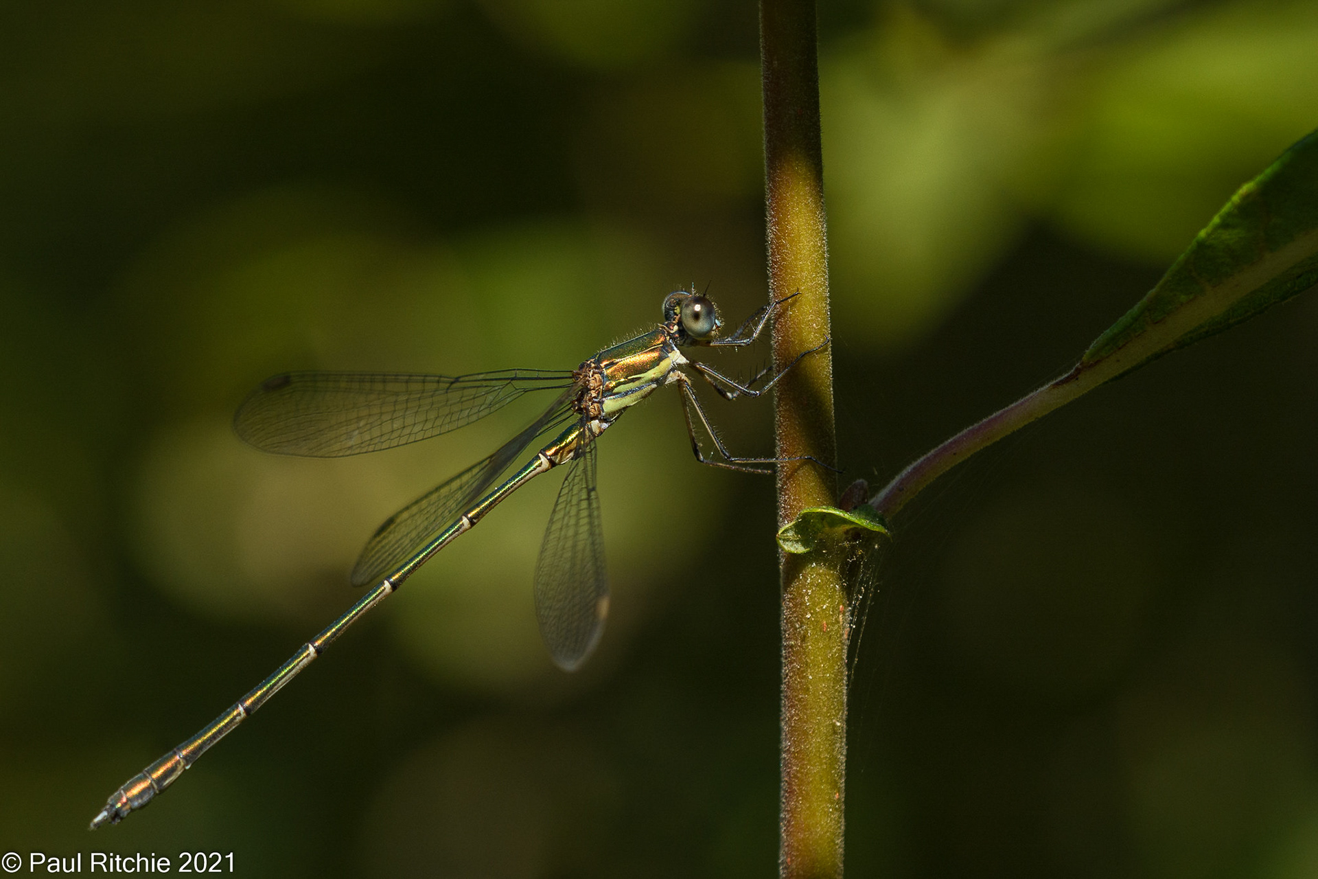 Willow Emerald (Chalcolestes viridis) 