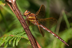 Brown Hawker