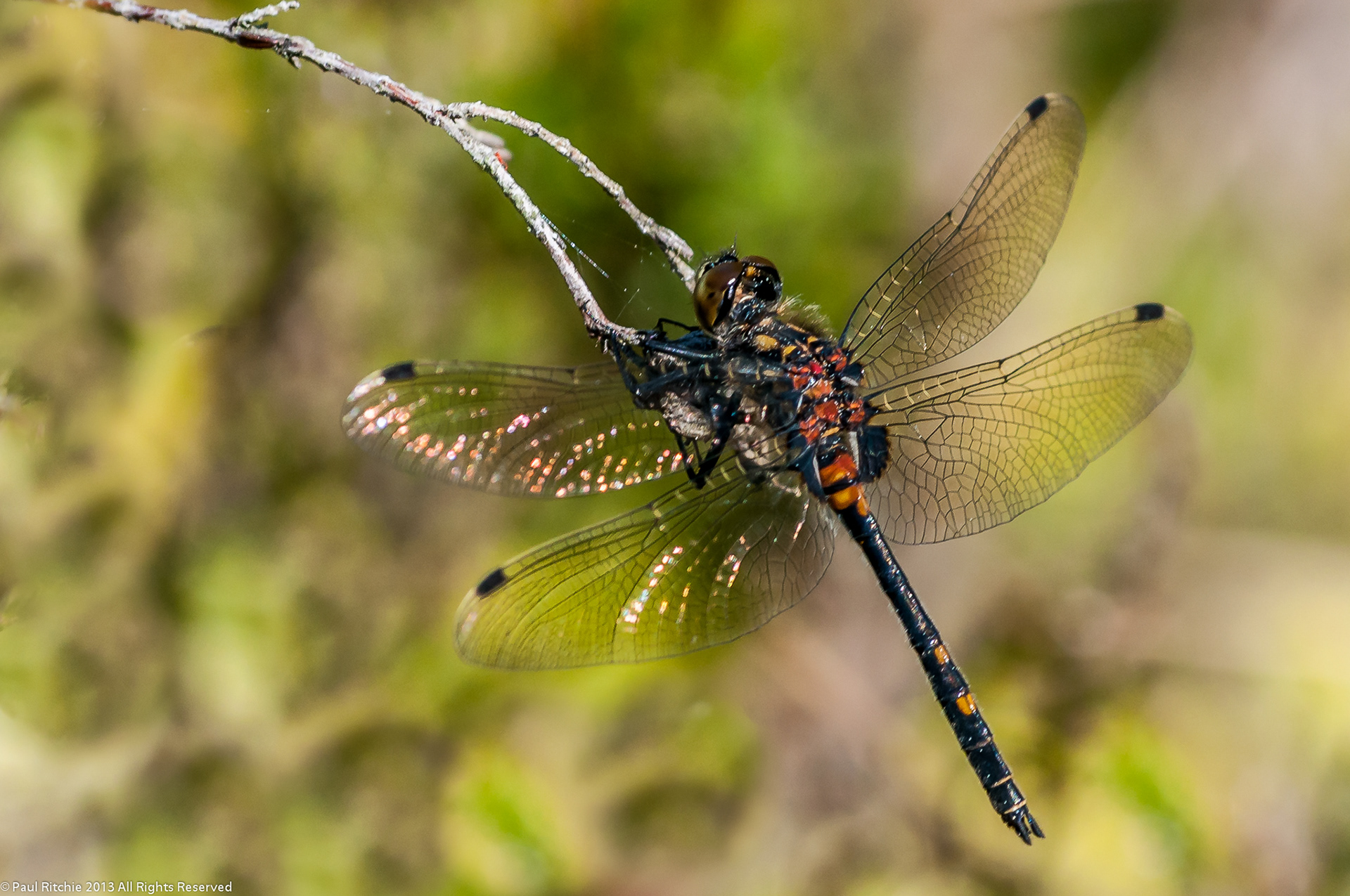 White-faced Darter (Leucorrhinia dubia)