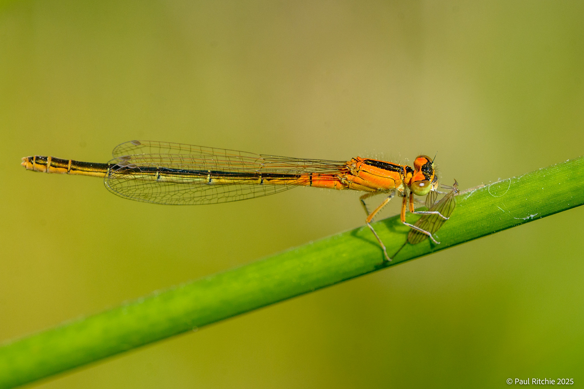 Scarce Blue-tailed Damselfly (Ischnura pumilio)