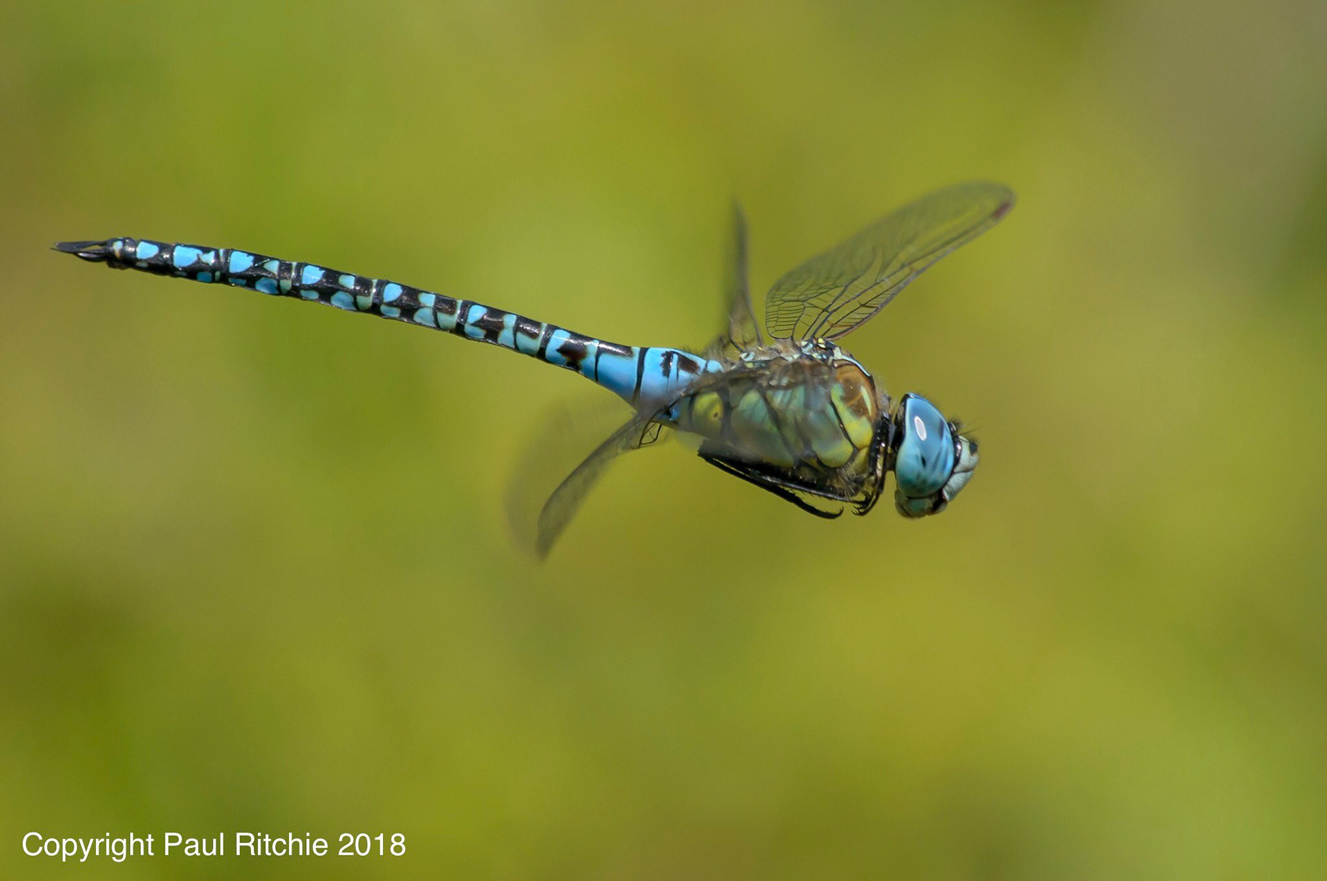 Blue-eyed Hawker (Aeshna affinis)