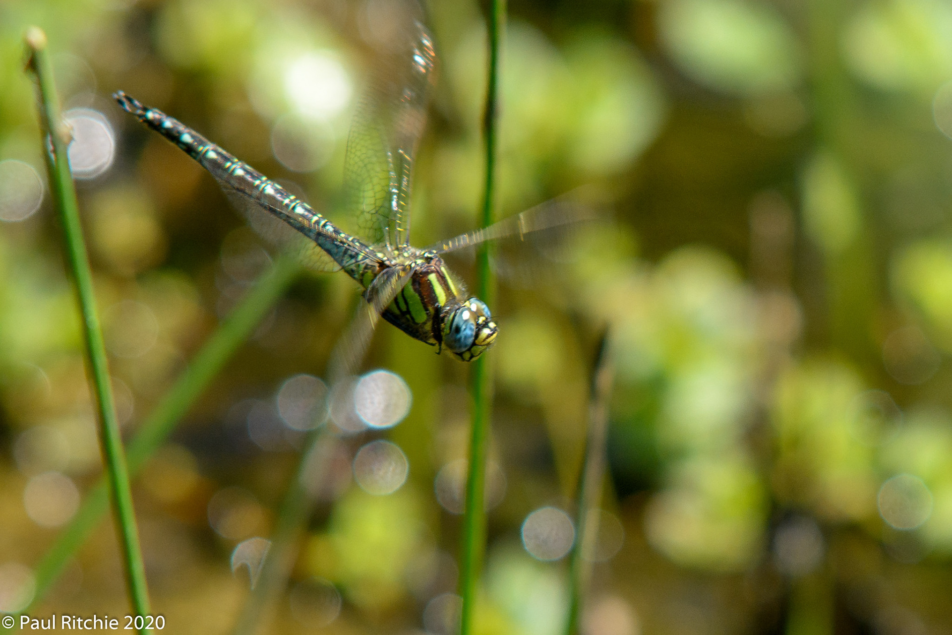 Hairy Dragonfly (Brachytron pratense)