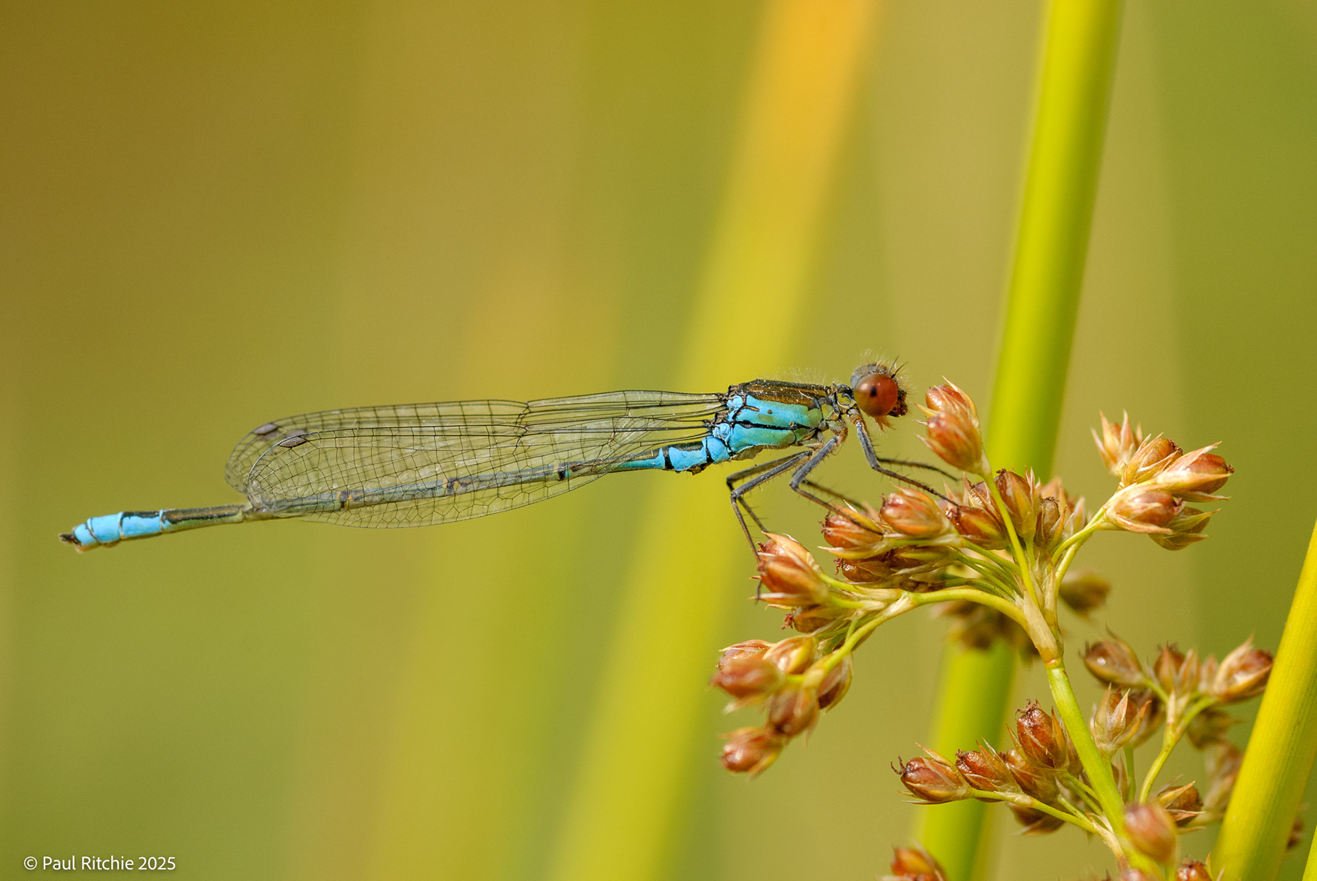 Small Red-eyed Damselfly (Erythromma viridulum)