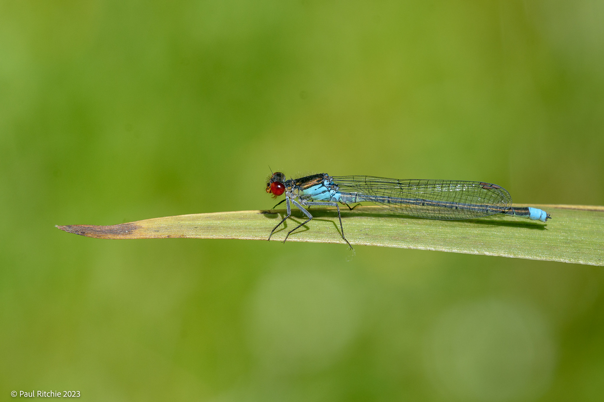Red-eyed Damselfly (Erythromma najas)