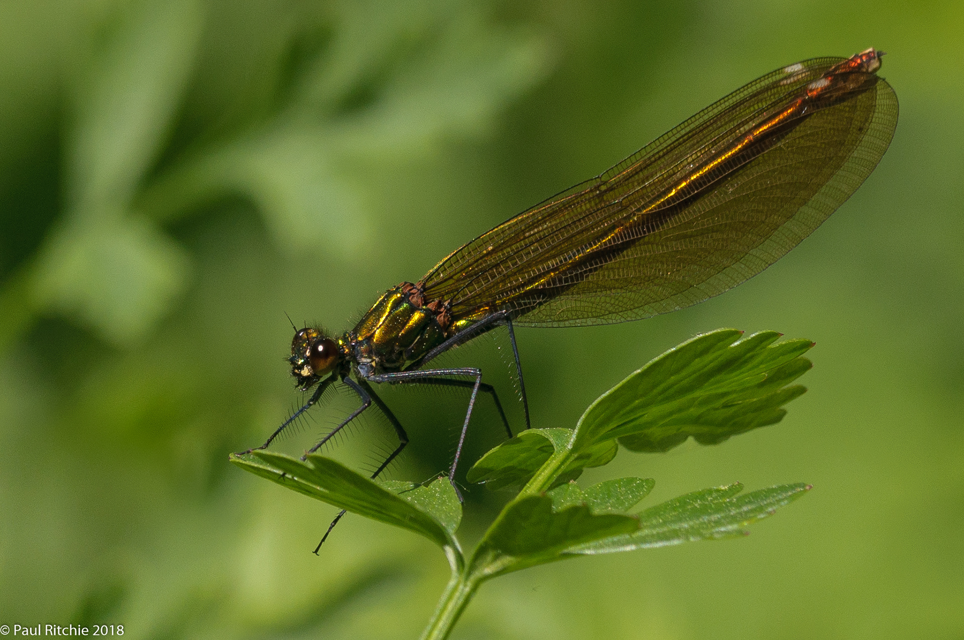 Beautiful Demoiselle (Calopteryx virgo)