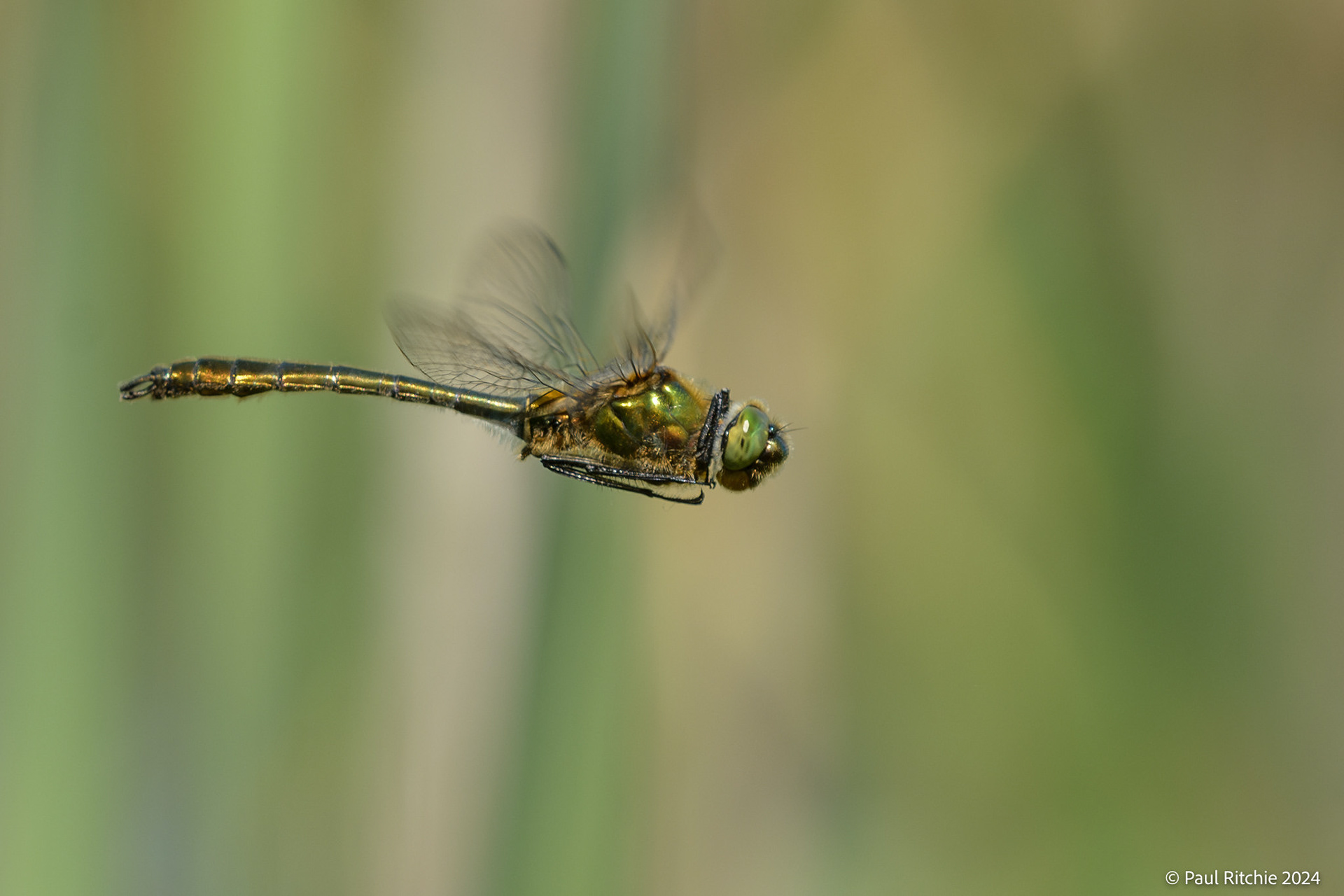 Downy Emerald (Cordulia aenea)