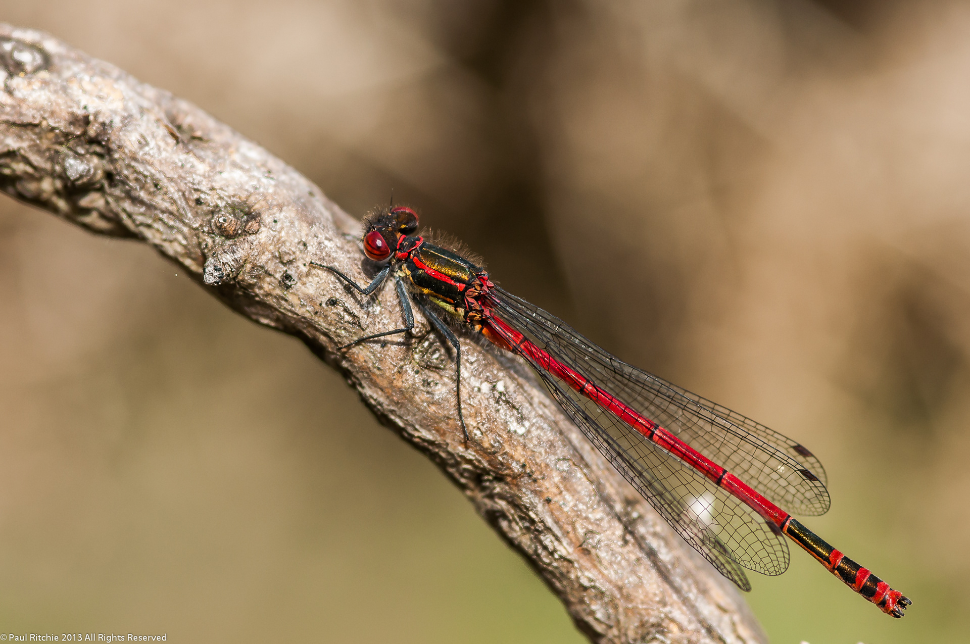 Large Red Damselfly (Pyrrhosoma nymphula)