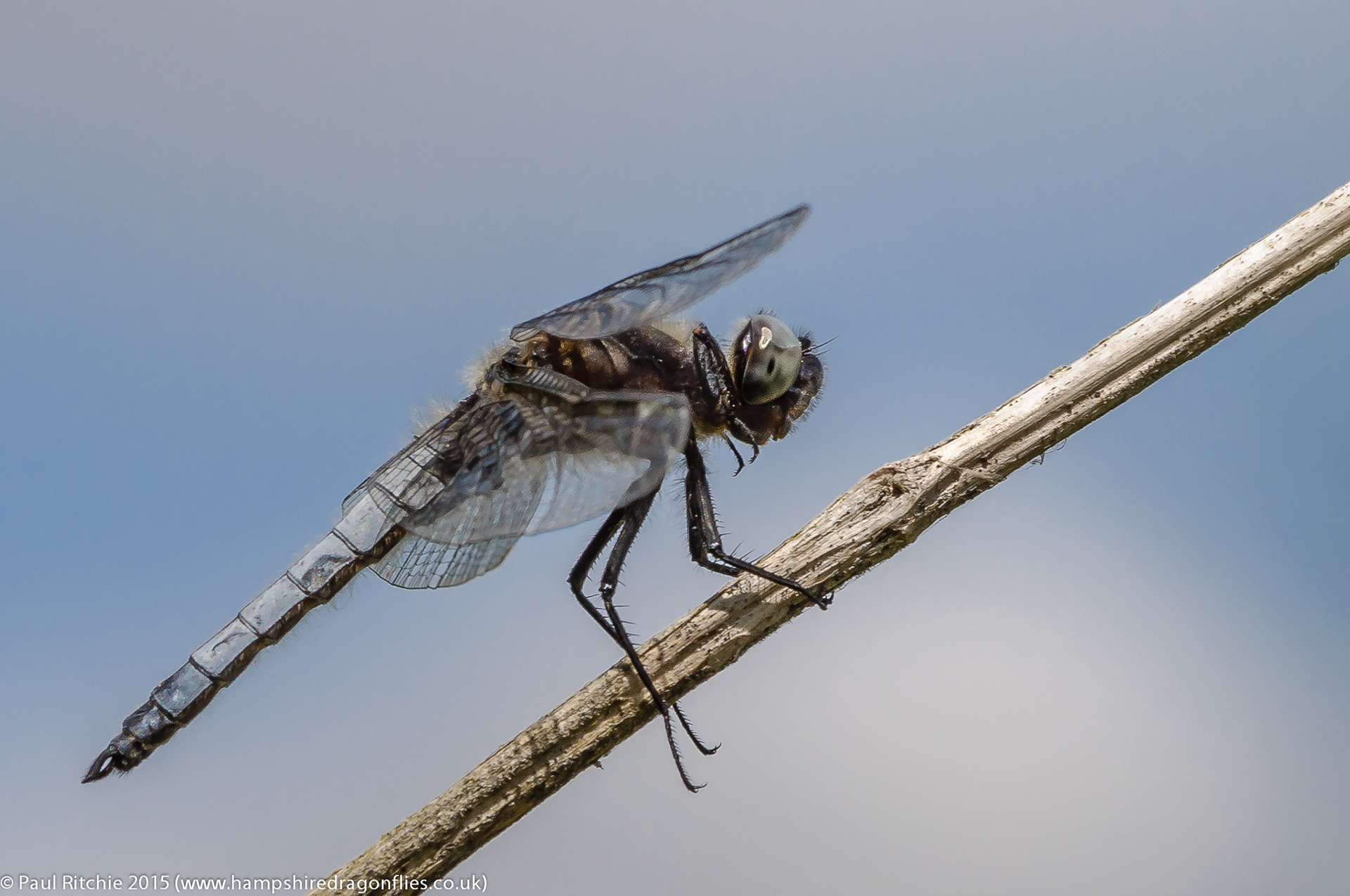 Scarce Chaser (Libellula fulva)