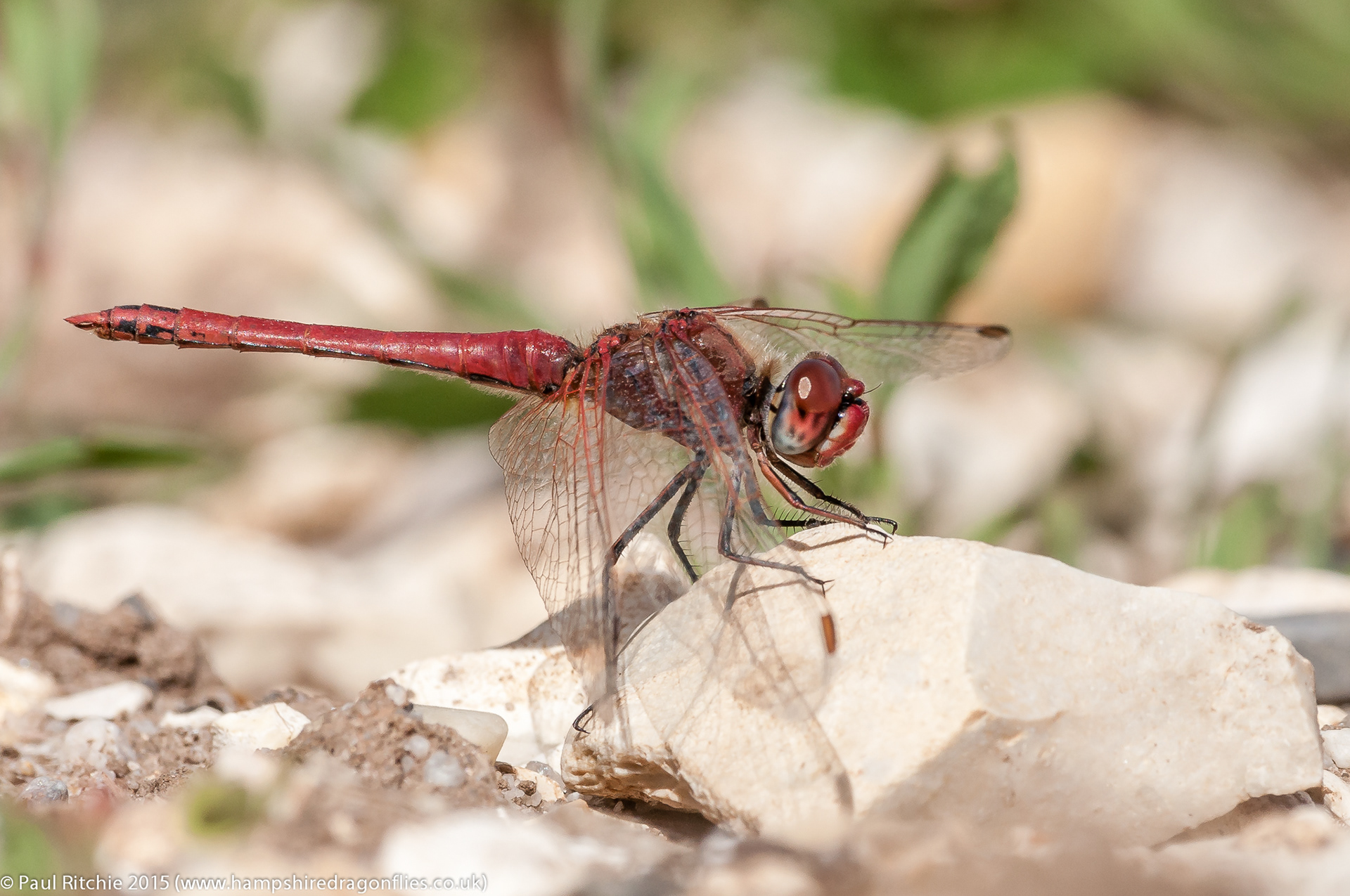 Red-veined Darter (Sympetrum fonscolombii)