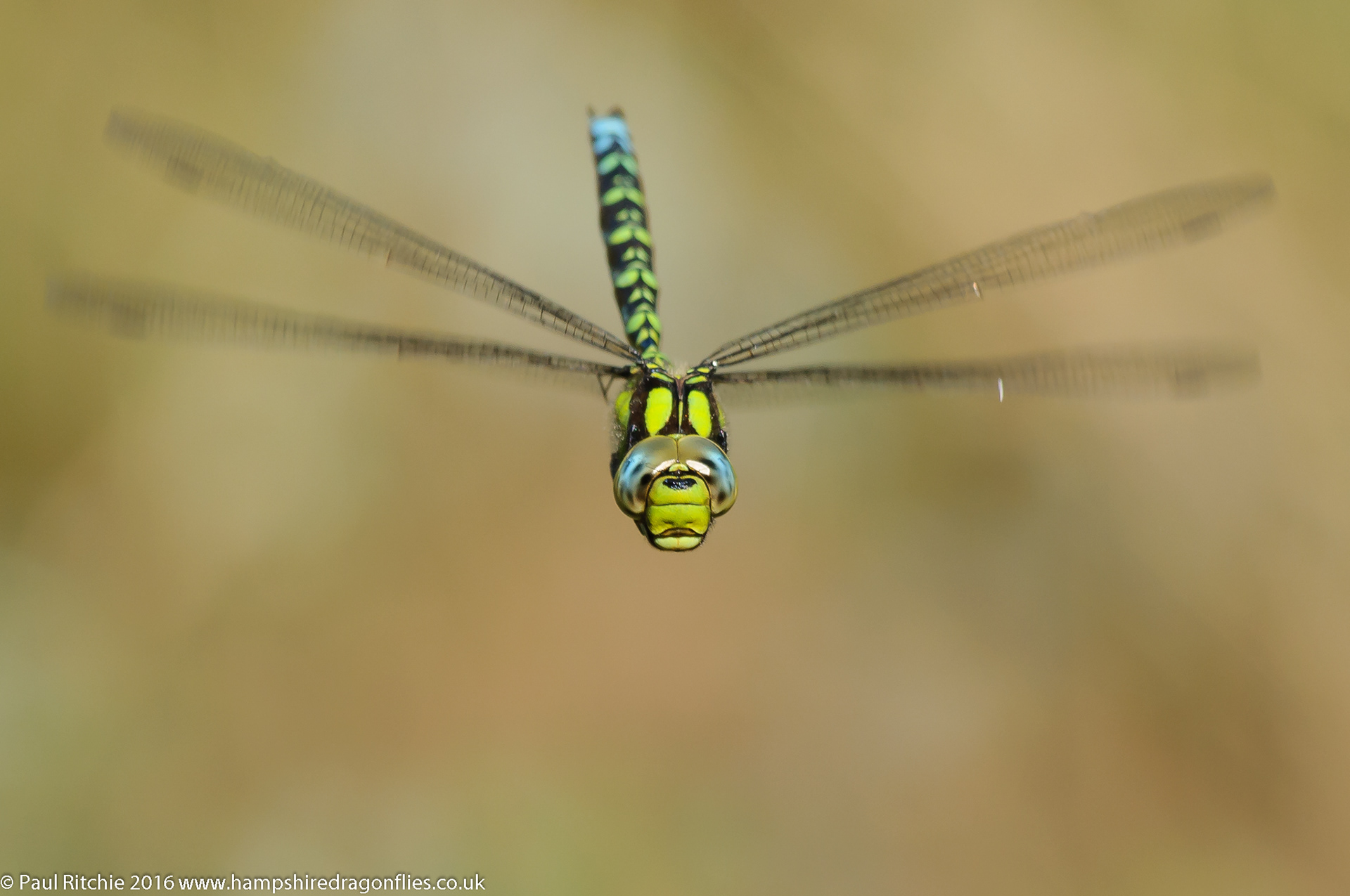 Southern Hawker (Aeshna cyanea)