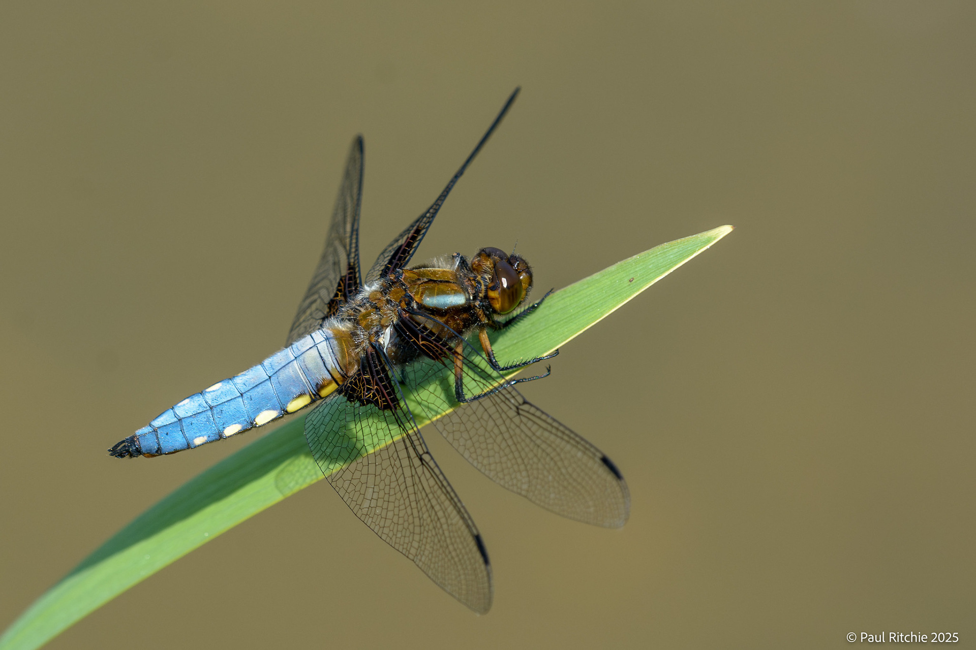 Broad-bodied Chaser (Libellula depressa)