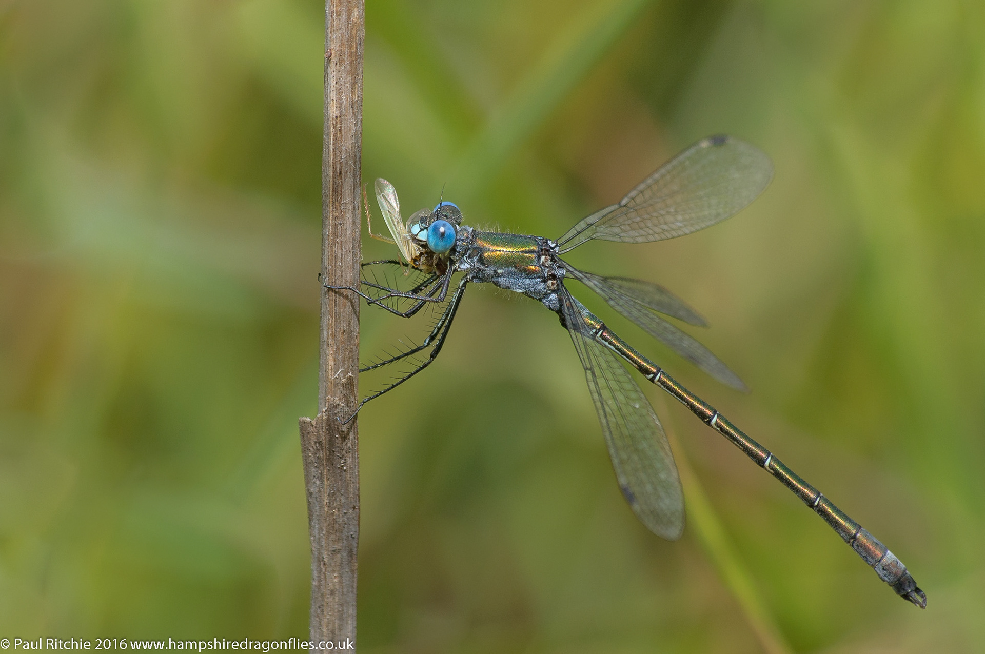 Scarce Emerald Damselfly (Lestes dryas)