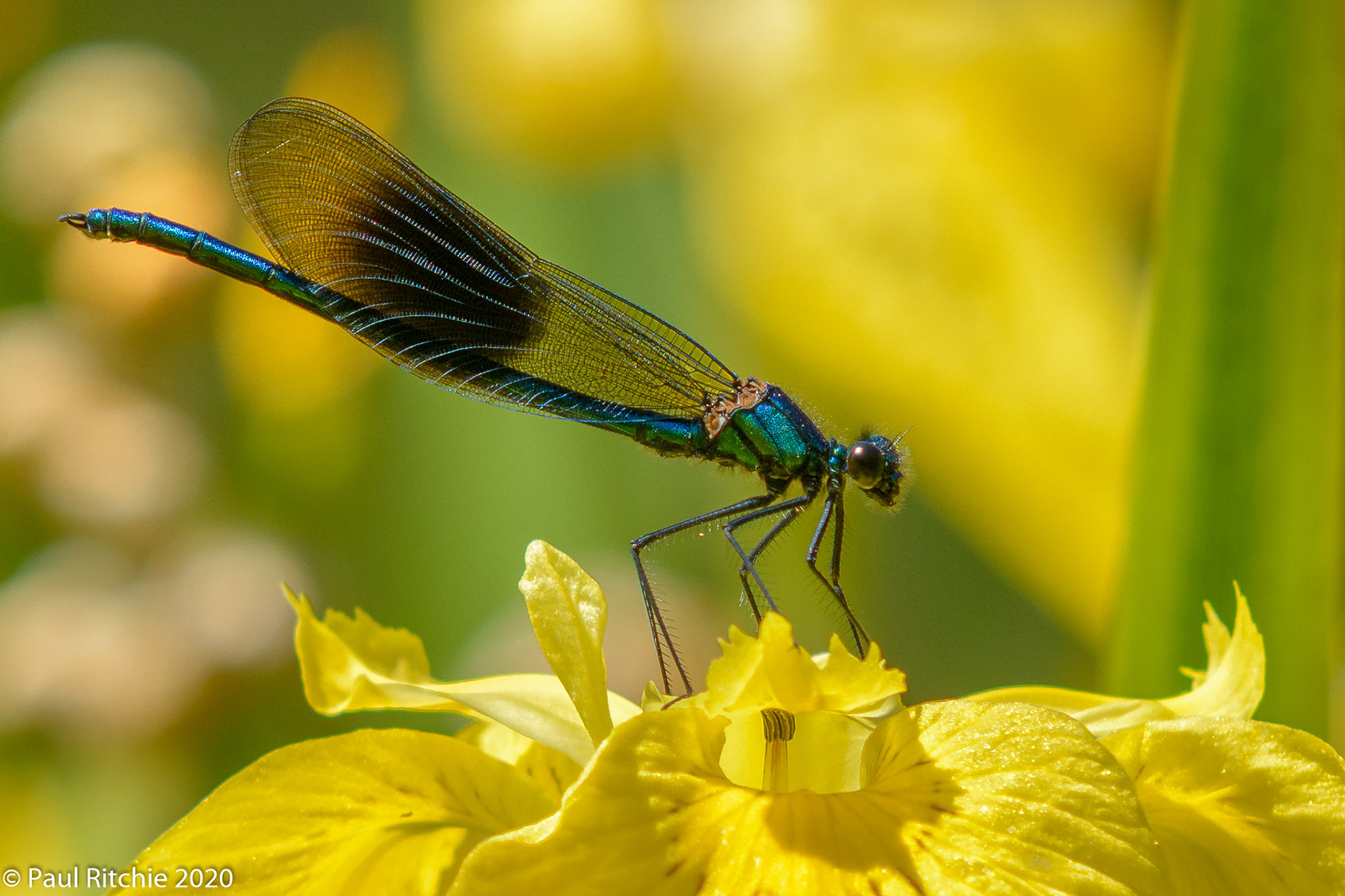 Banded Demoiseles (Calopteryx splendens)
