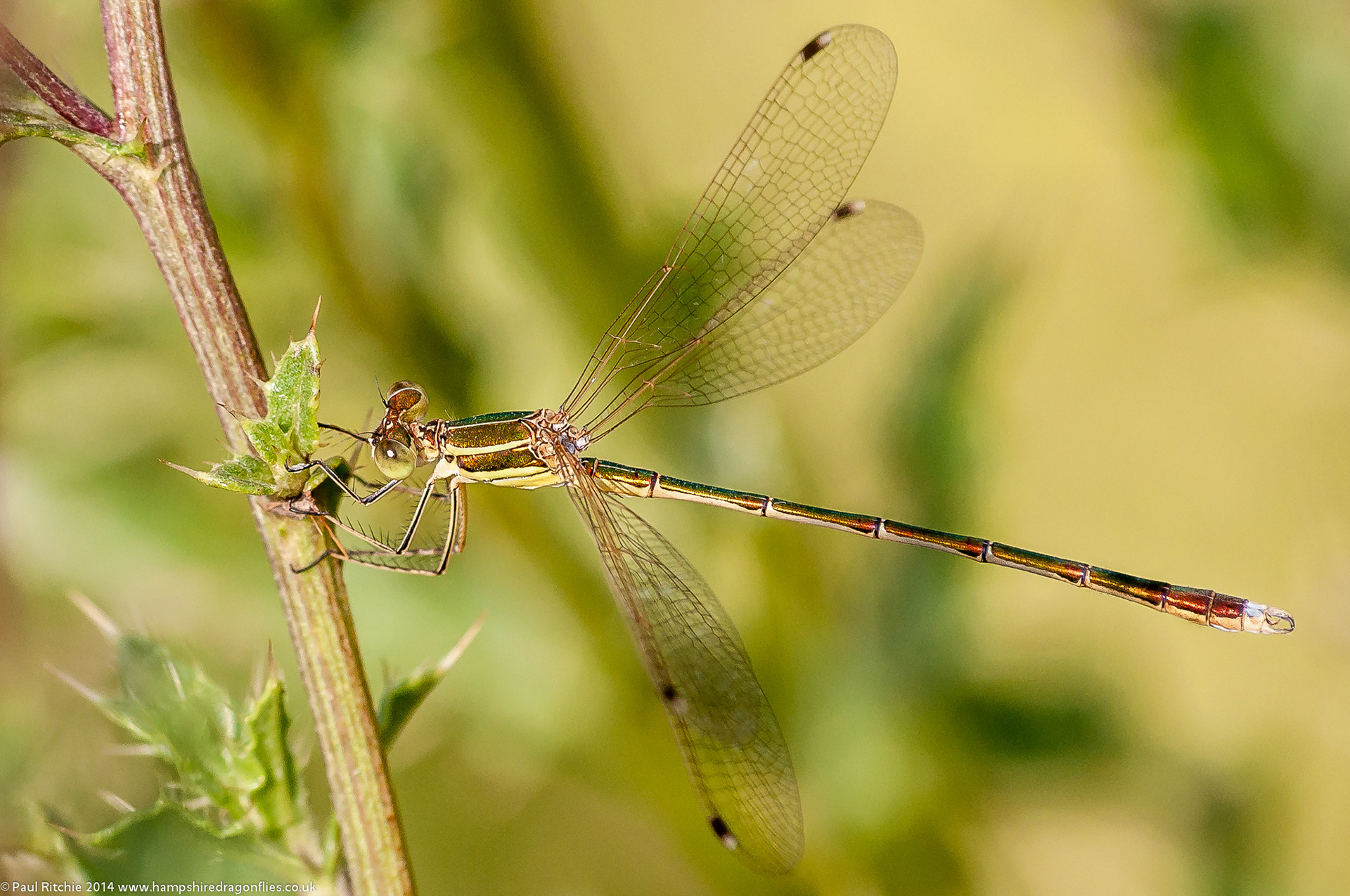 Southern Emerald (Lestes barbarus)