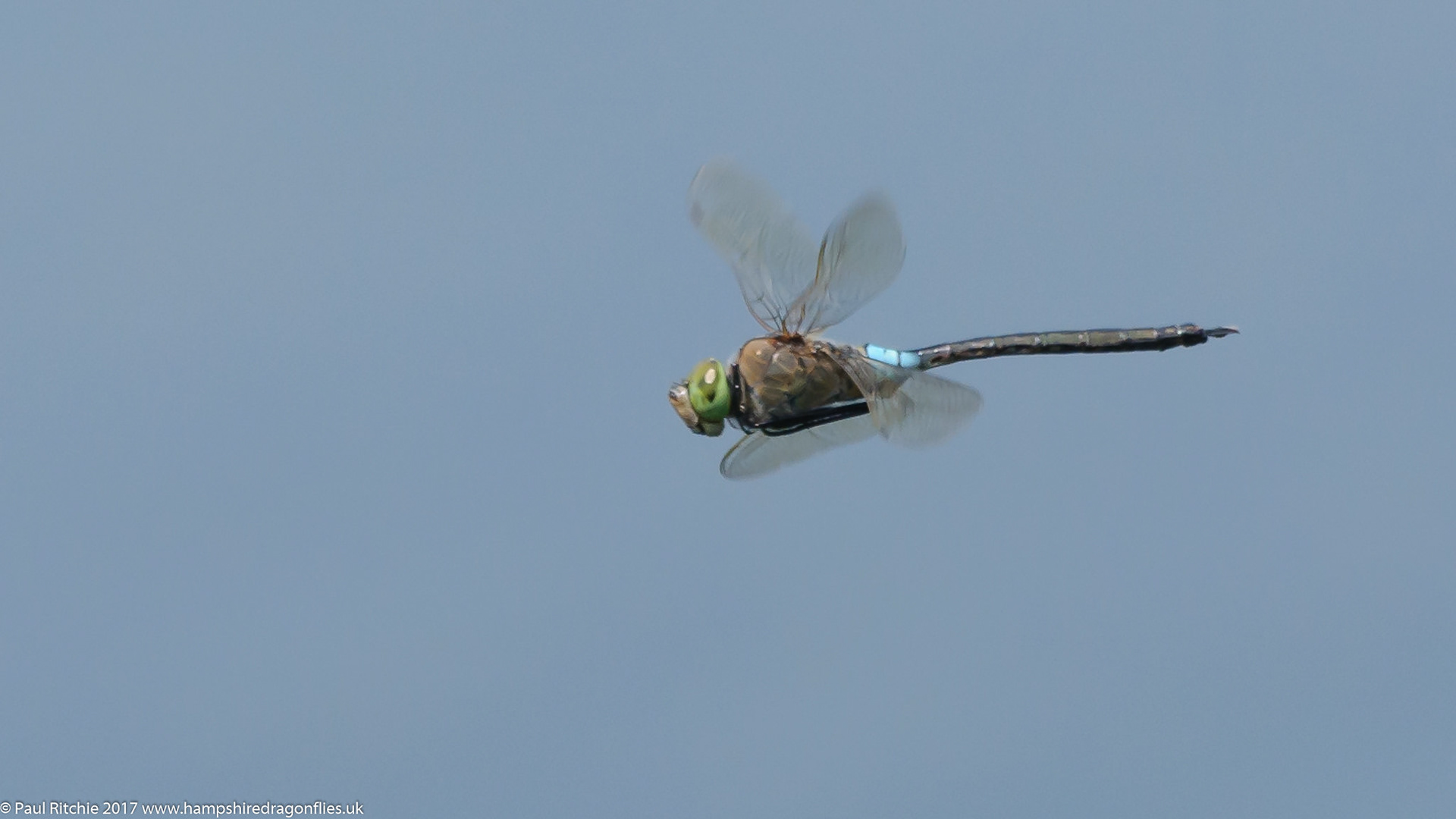 Lesser Emperor (Anax parthenope)
