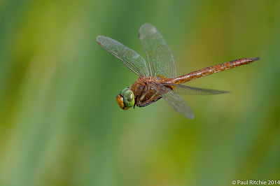 Green-eyed Hawker